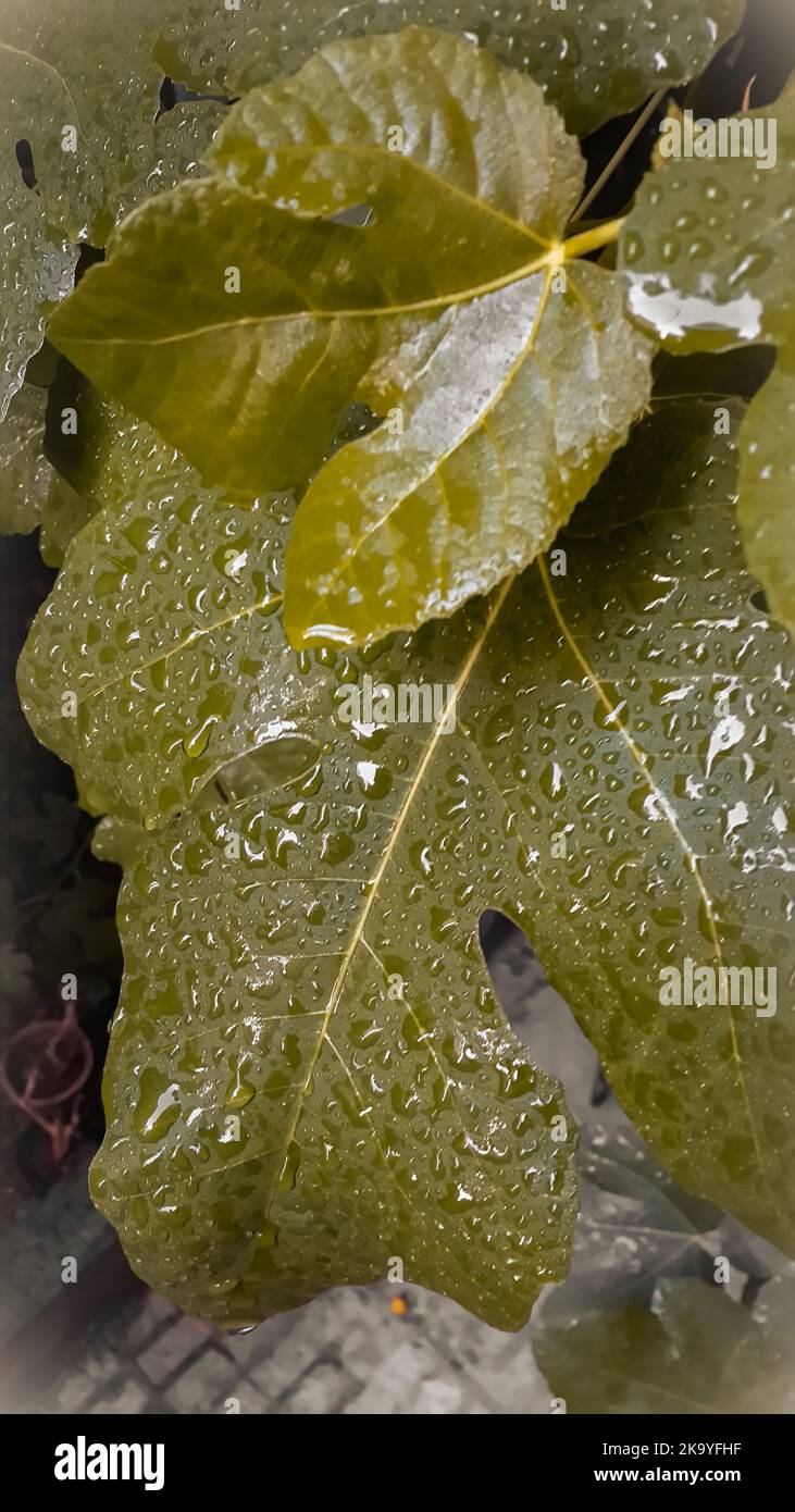 Ein Feigenbaum-Blatt, das im Regen angefeuchtet wurde Stockfoto