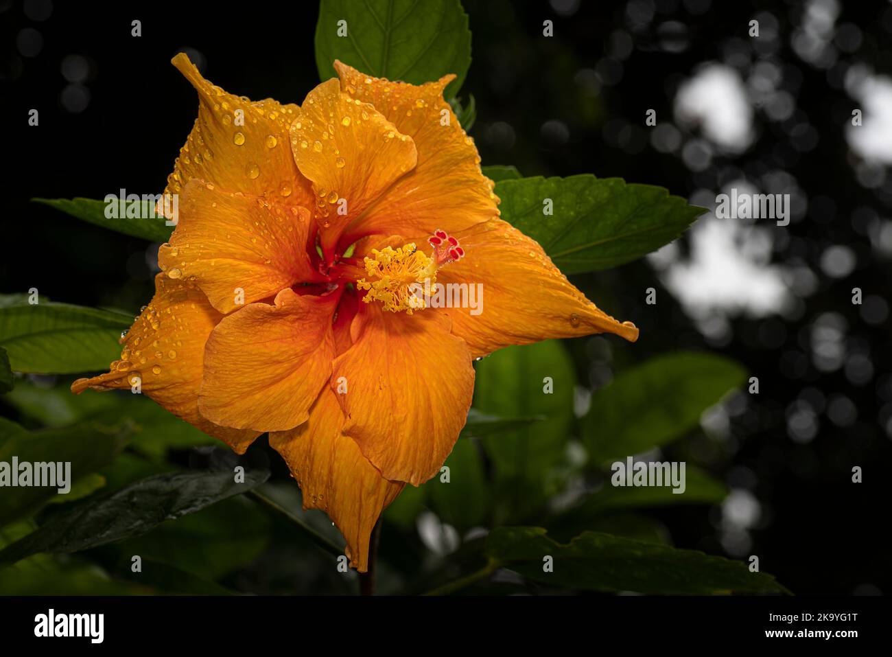 Orangefarbene Hibiskusblüte Stockfoto