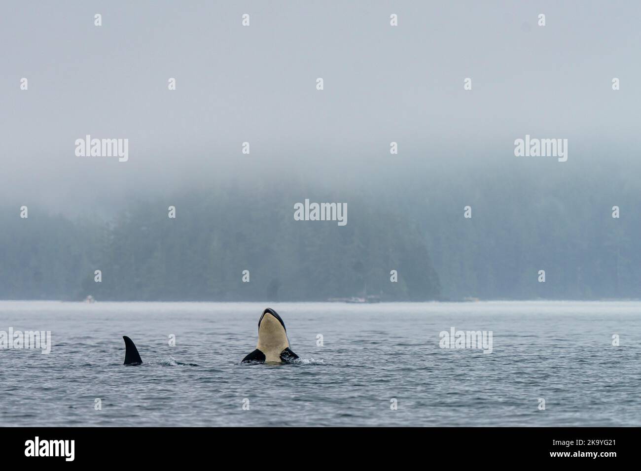 Im Norden lebende Killerwale, die an einem nebligen Morgen im Blackfish Sound, dem First Nations Territory, den traditionellen Gebieten der Kwakwaka'wakw, spucken Stockfoto