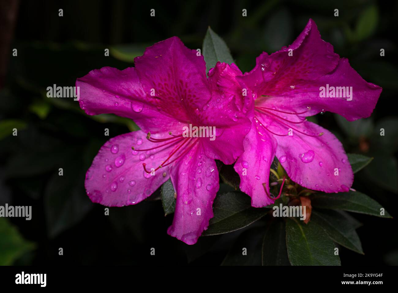 Blume lila rhododendron Stockfoto
