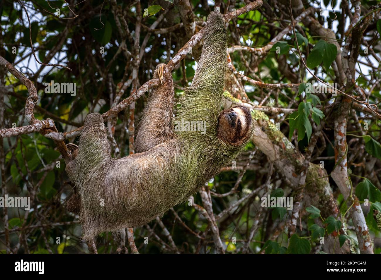 Brauner Kehlfaultier mit 3 Toed klettert auf ein Baumbild, das in Panama aufgenommen wurde Stockfoto