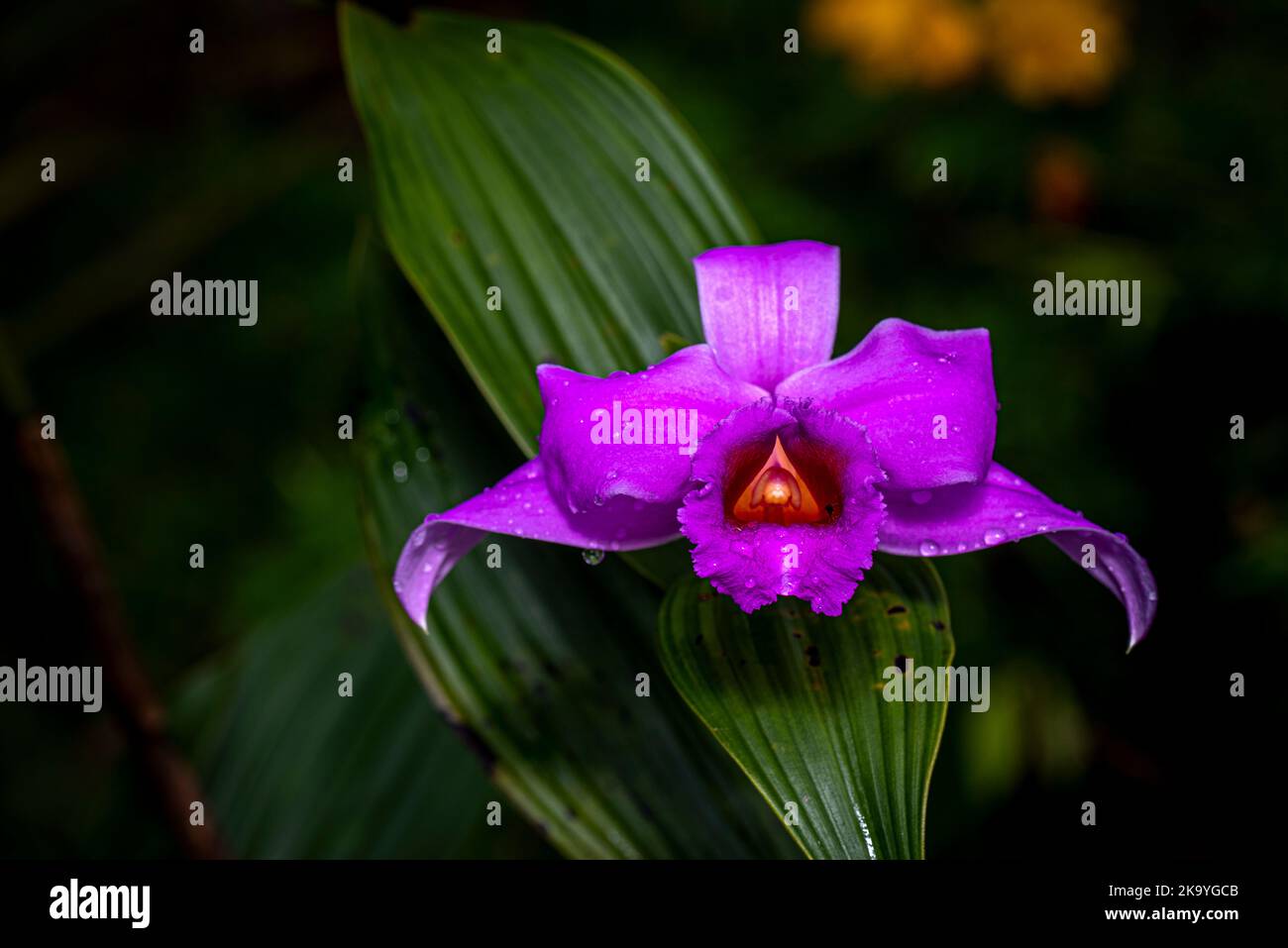 Rosa oder violette Sobralia-Orchideen Stockfoto