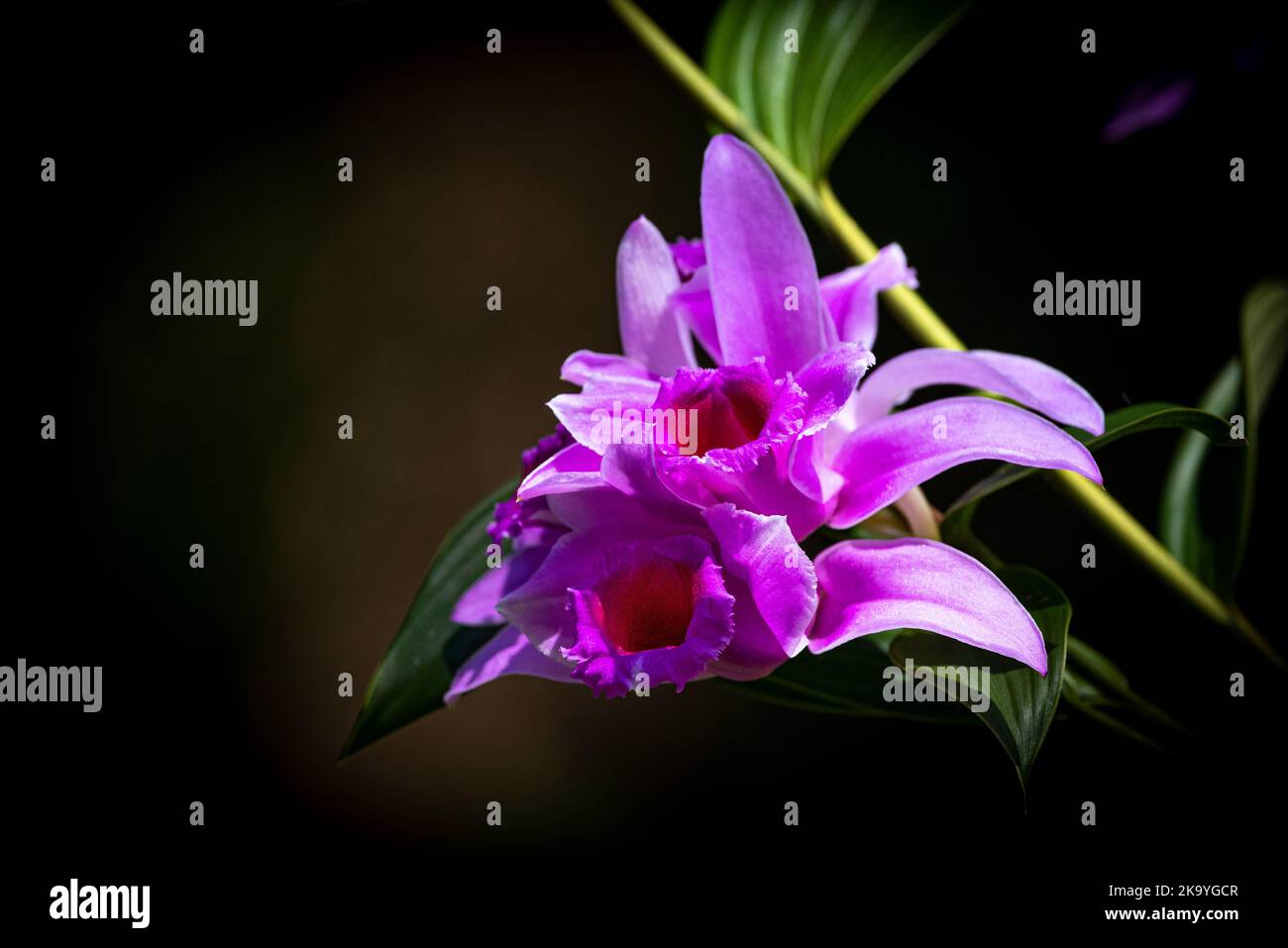 Zwei rosa oder lila Sobralia Orchideenblüten auf dunklem Hintergrund Stockfoto