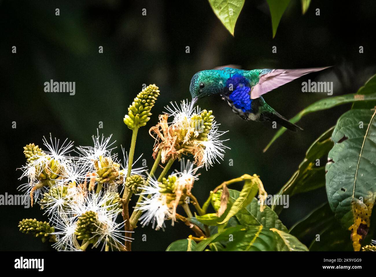 Violettbauchiger Kolibri im Flug, der auf einem in Panama aufgenommene Baumbild ernährt Stockfoto