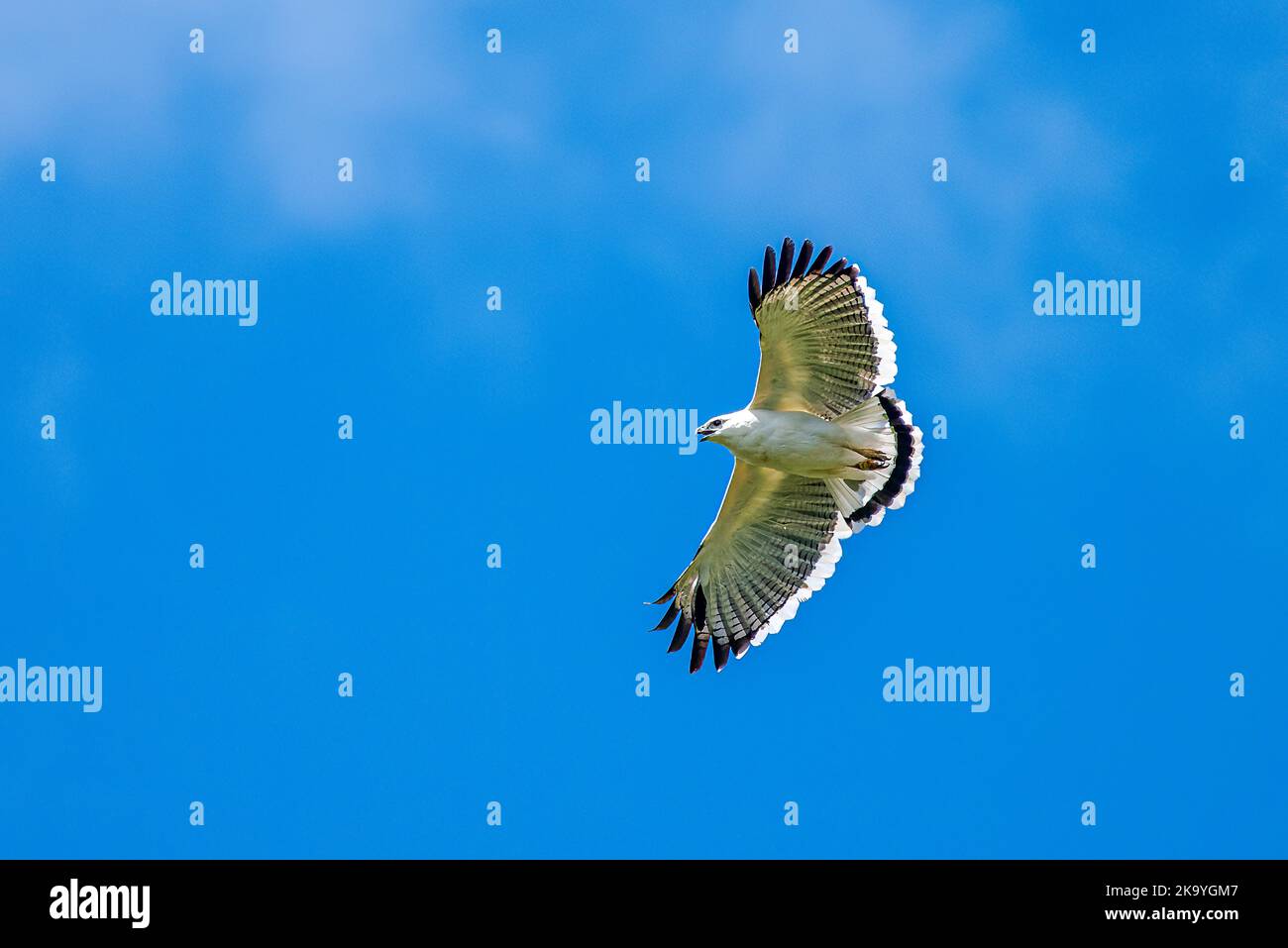 Weißer Falke im Flug blauer Himmel Hintergrund BIF Stockfoto