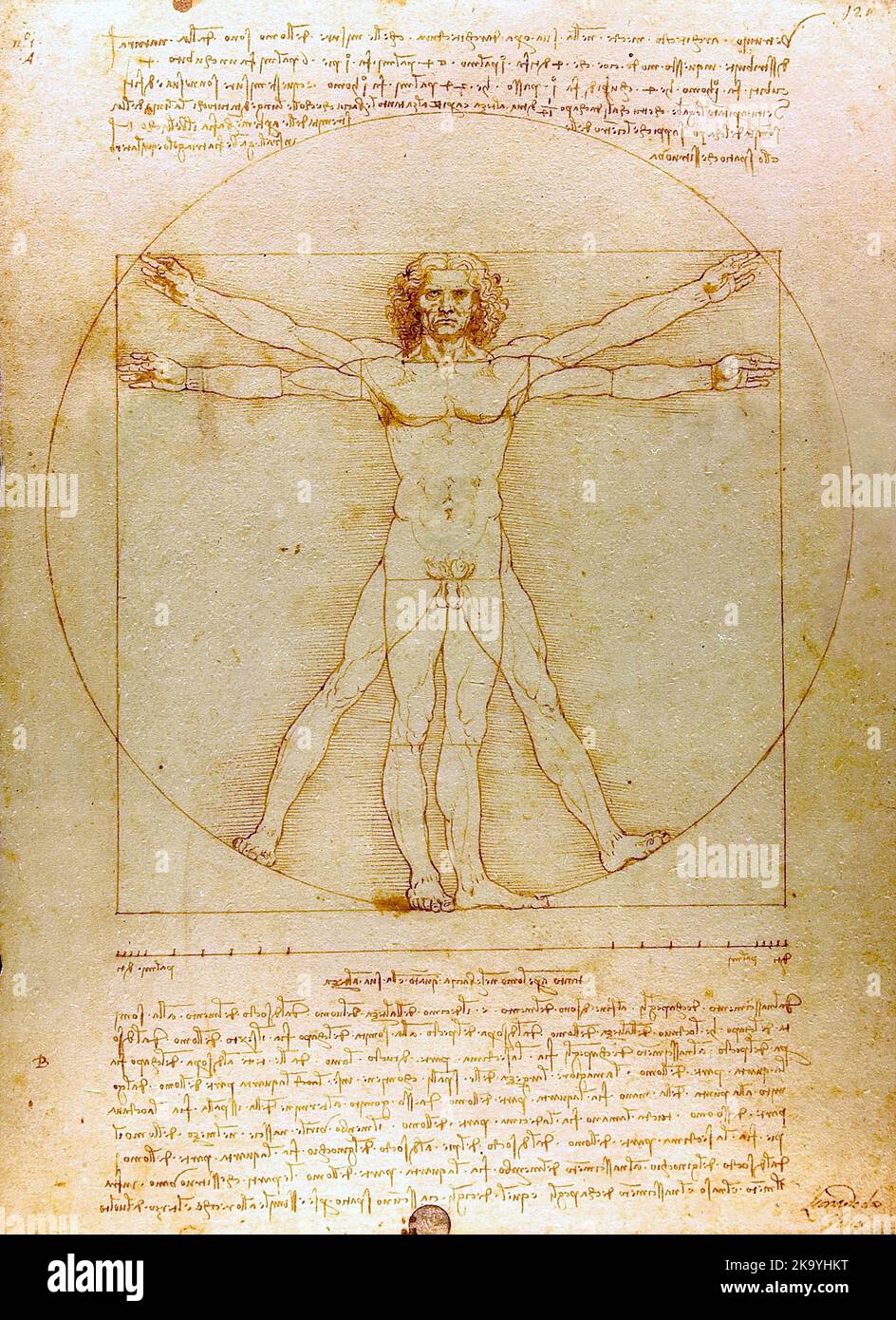Der vitruvianische Mensch (1485) von Leonardo da Vinci Stockfoto