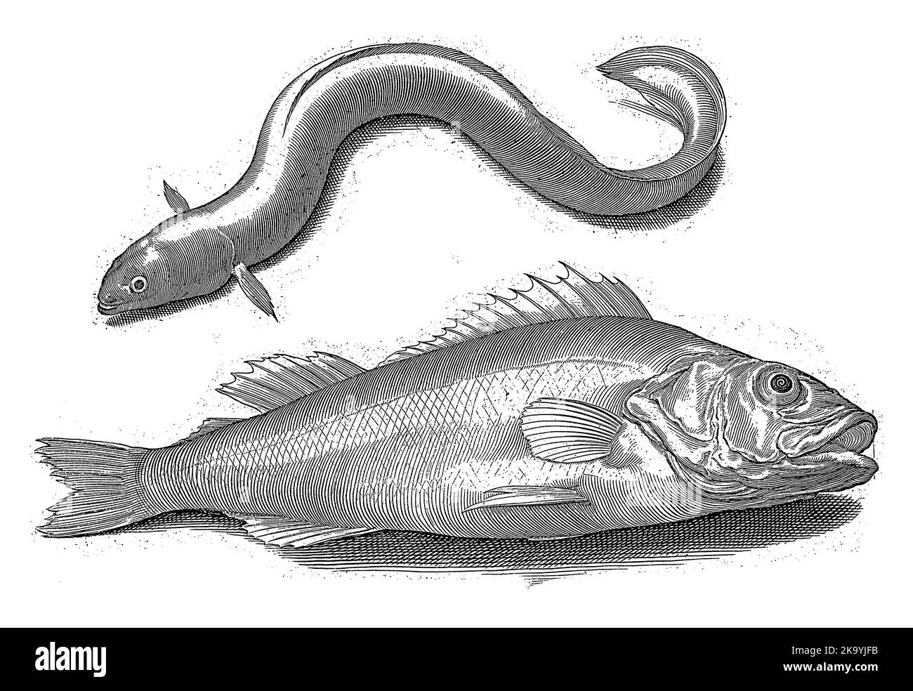Aal und Perch, Nicolaes de Bruyn, 1581 - 1656 Stockfoto
