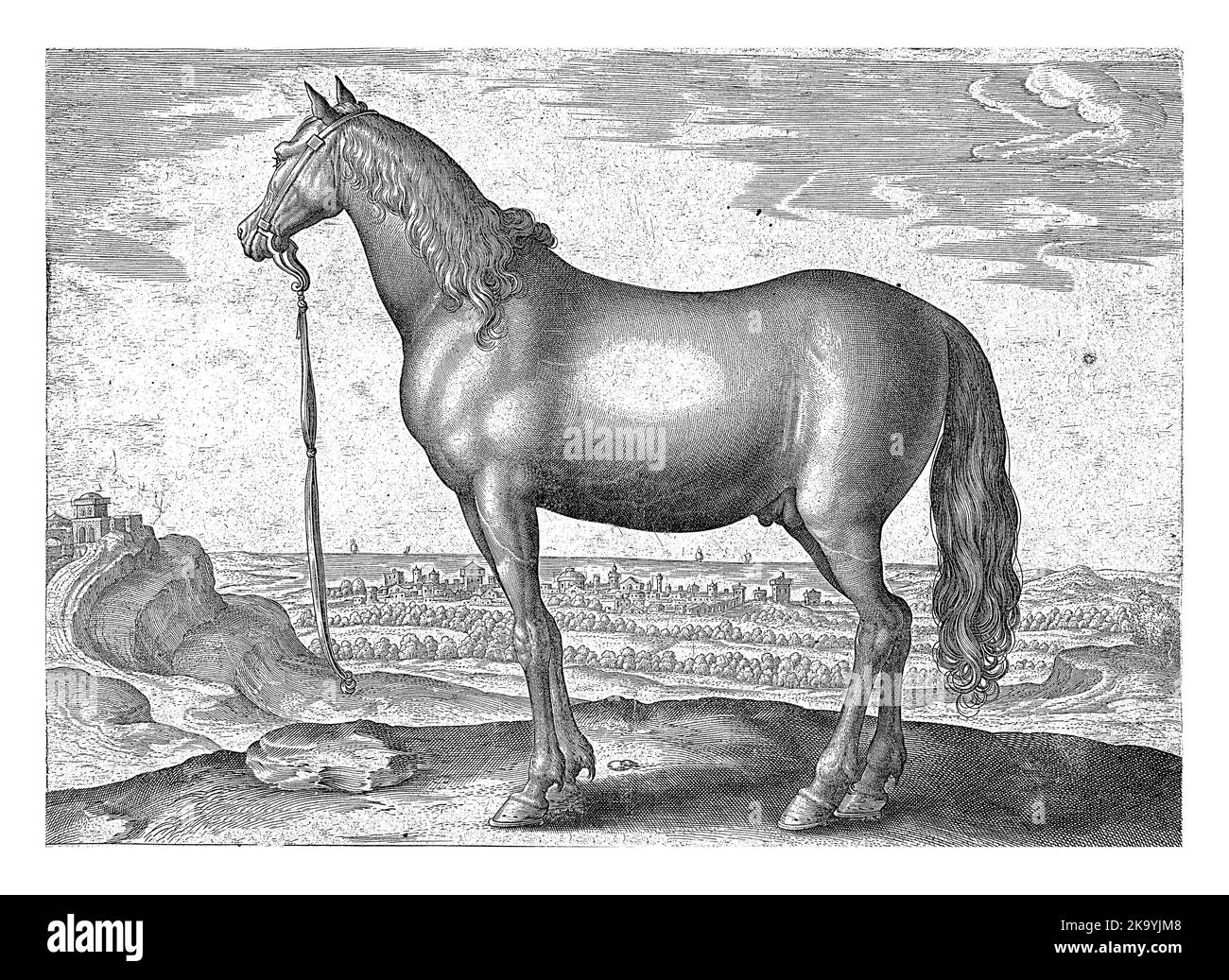 Ein Thessalian Pferd, im Profil. Der Druck hat eine lateinische Beschriftung und ist Teil des ersten Teils einer 39-teiligen Serie über die Pferderassen aus dem Königshaus Stockfoto