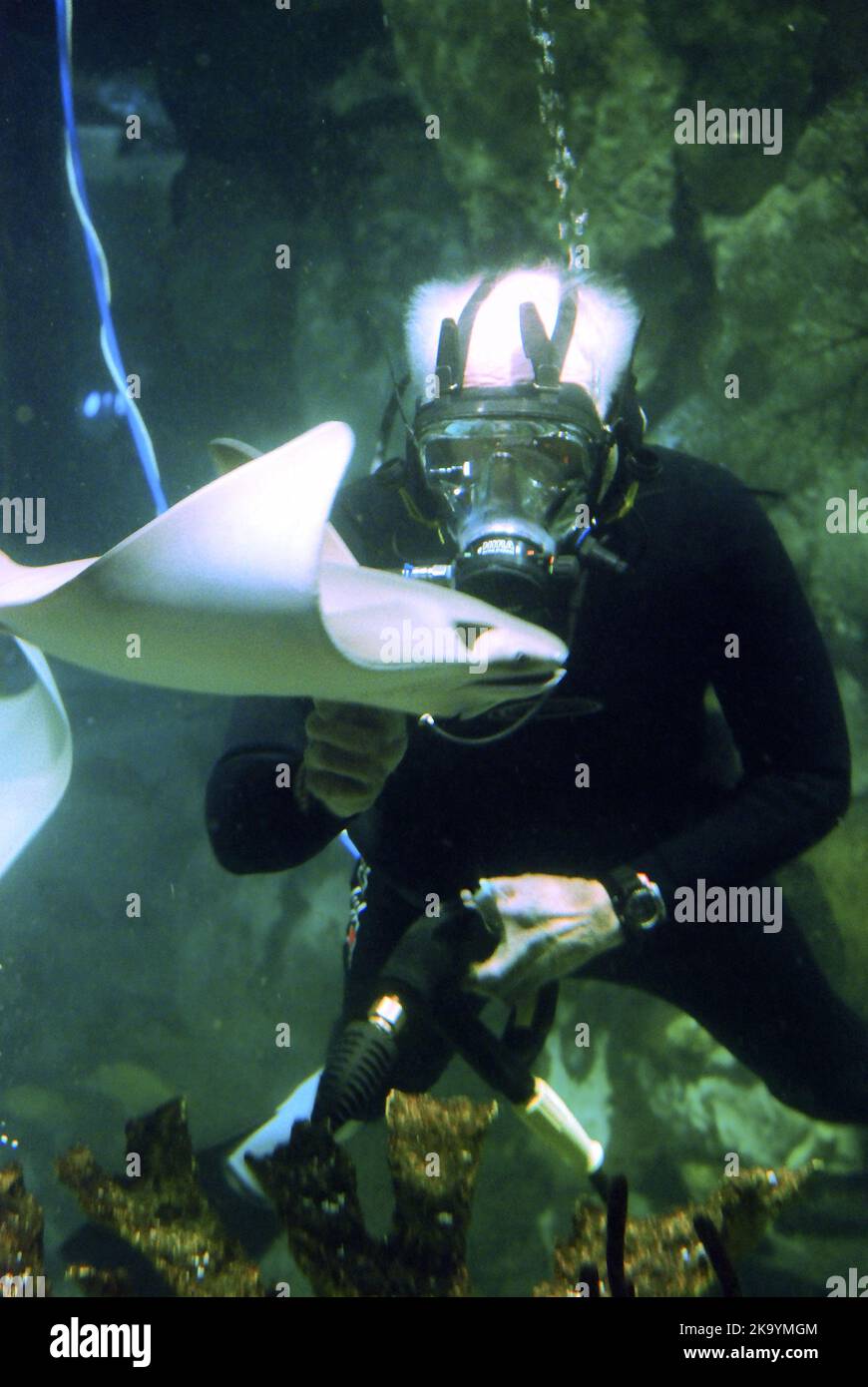 Ein Meeresbiologe tritt in das Aquarium ein, um die Fische und einen Stachelrochen unter Wasser zu untersuchen Stockfoto