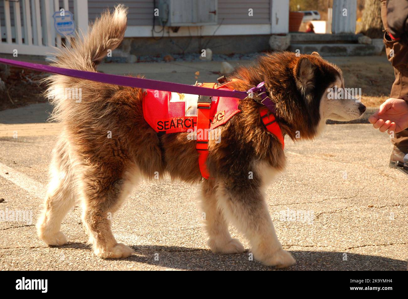 Ein Trainer demonstriert den Prozess, einem sibirischen Huskie-Suchhund beizubringen, während eines Notfalls Menschen in Gefahr zu suchen Stockfoto