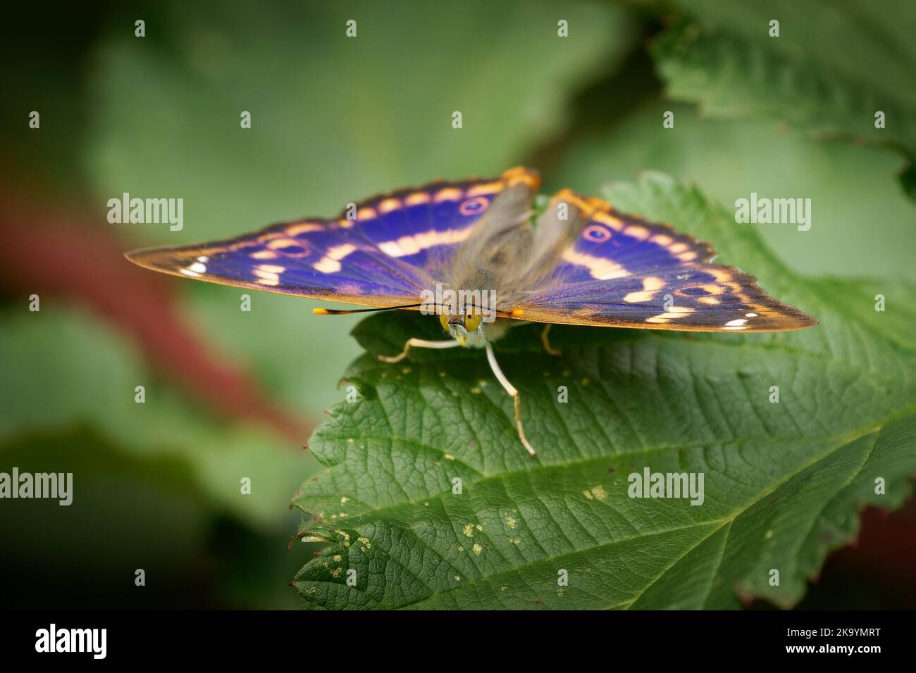 Lesser Purple Emperor - Apatura ilia Schmetterlingsarten, die in den meisten Teilen Europas und im Osten der Paläarktis beheimatet sind. Es ist nach seiner Ähnlichkeit mit t benannt Stockfoto