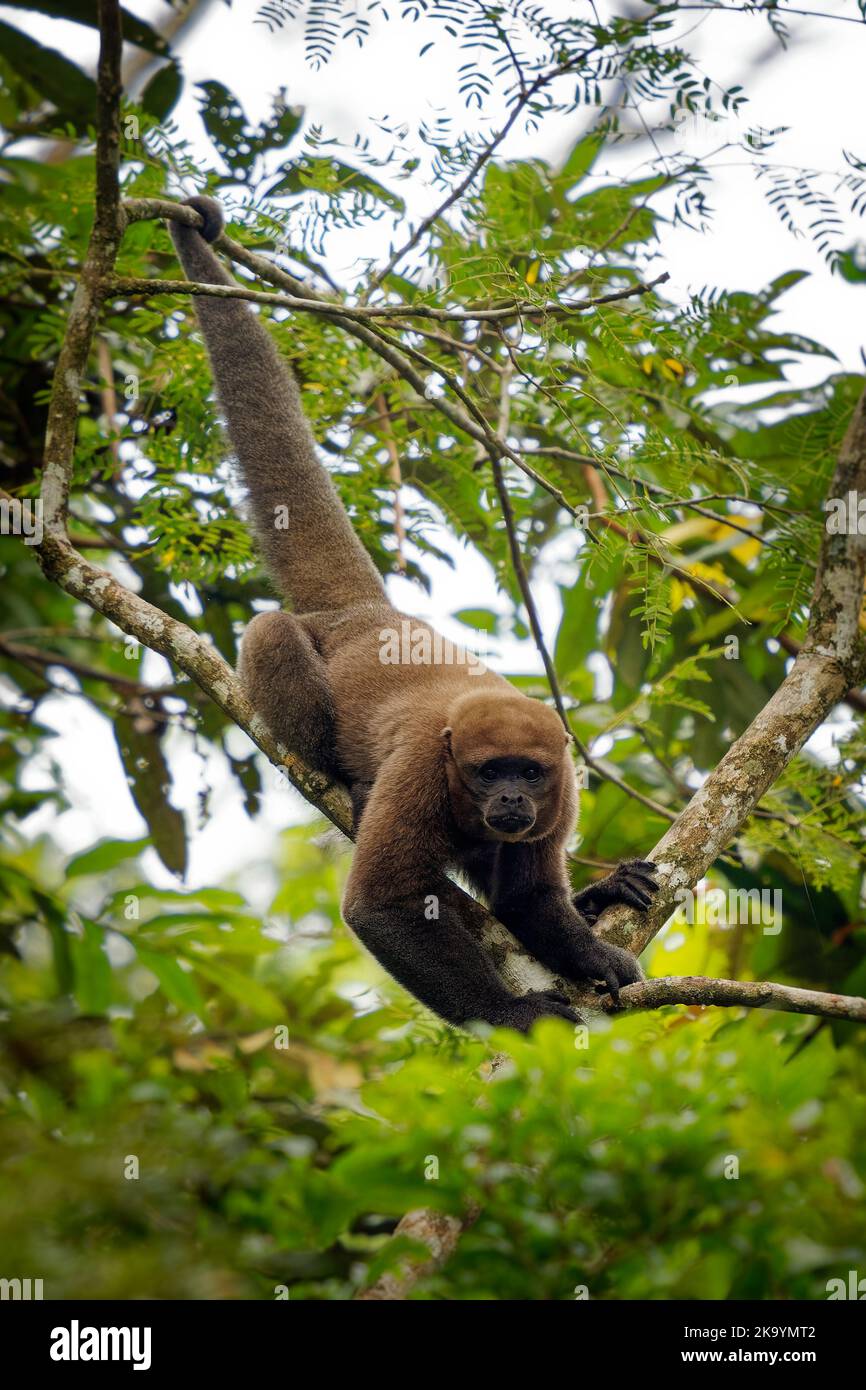 Gewöhnlicher Wollaffen oder Brauner oder Humboldts Wollaffen (Lagothrix lagothricha) aus Südamerika in Kolumbien, Ecuador, Peru, Bolivien, Brasilien und V. Stockfoto