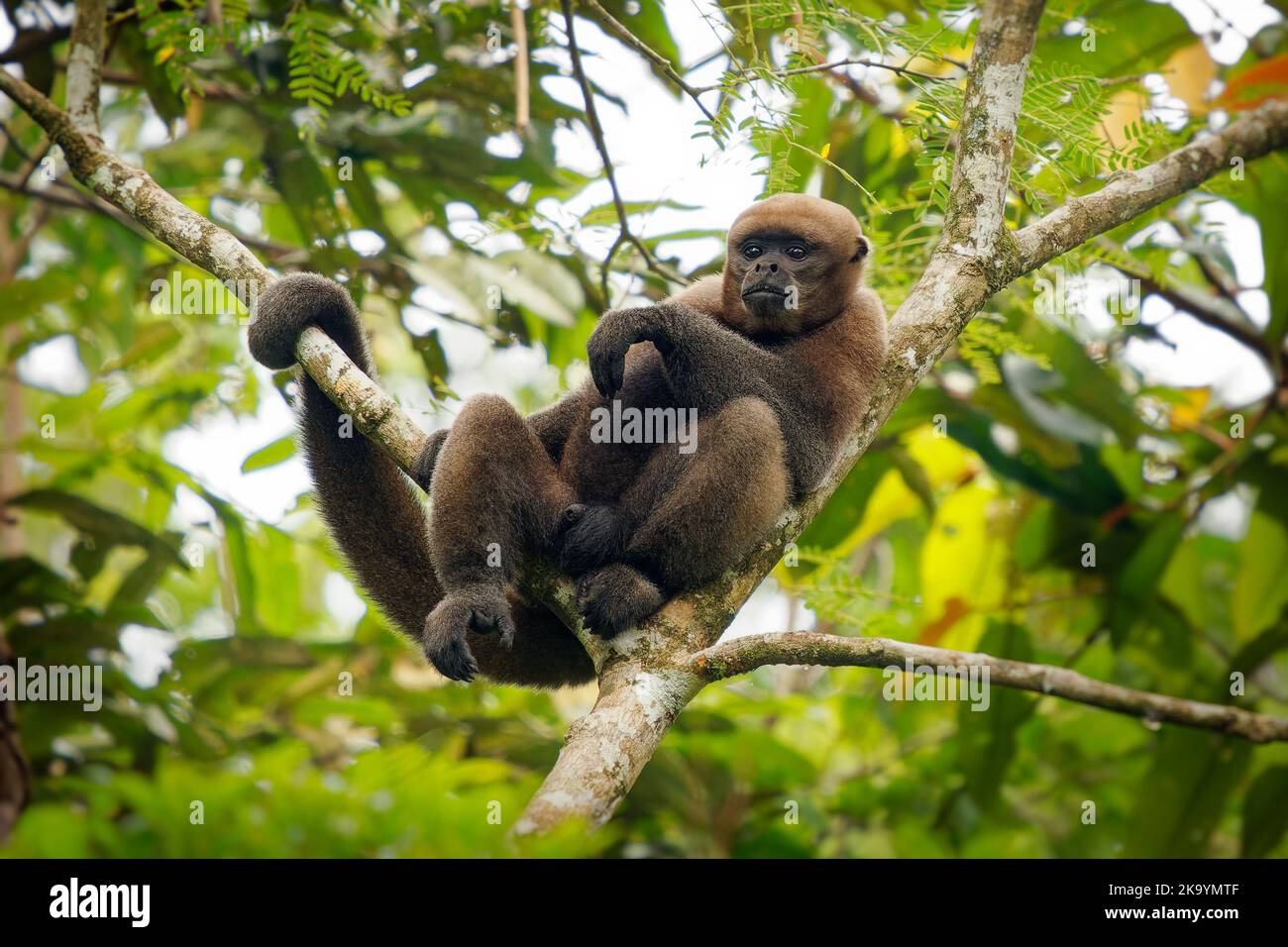 Gewöhnlicher Wollaffen oder Brauner oder Humboldts Wollaffen (Lagothrix lagothricha) aus Südamerika in Kolumbien, Ecuador, Peru, Bolivien, Brasilien und V. Stockfoto