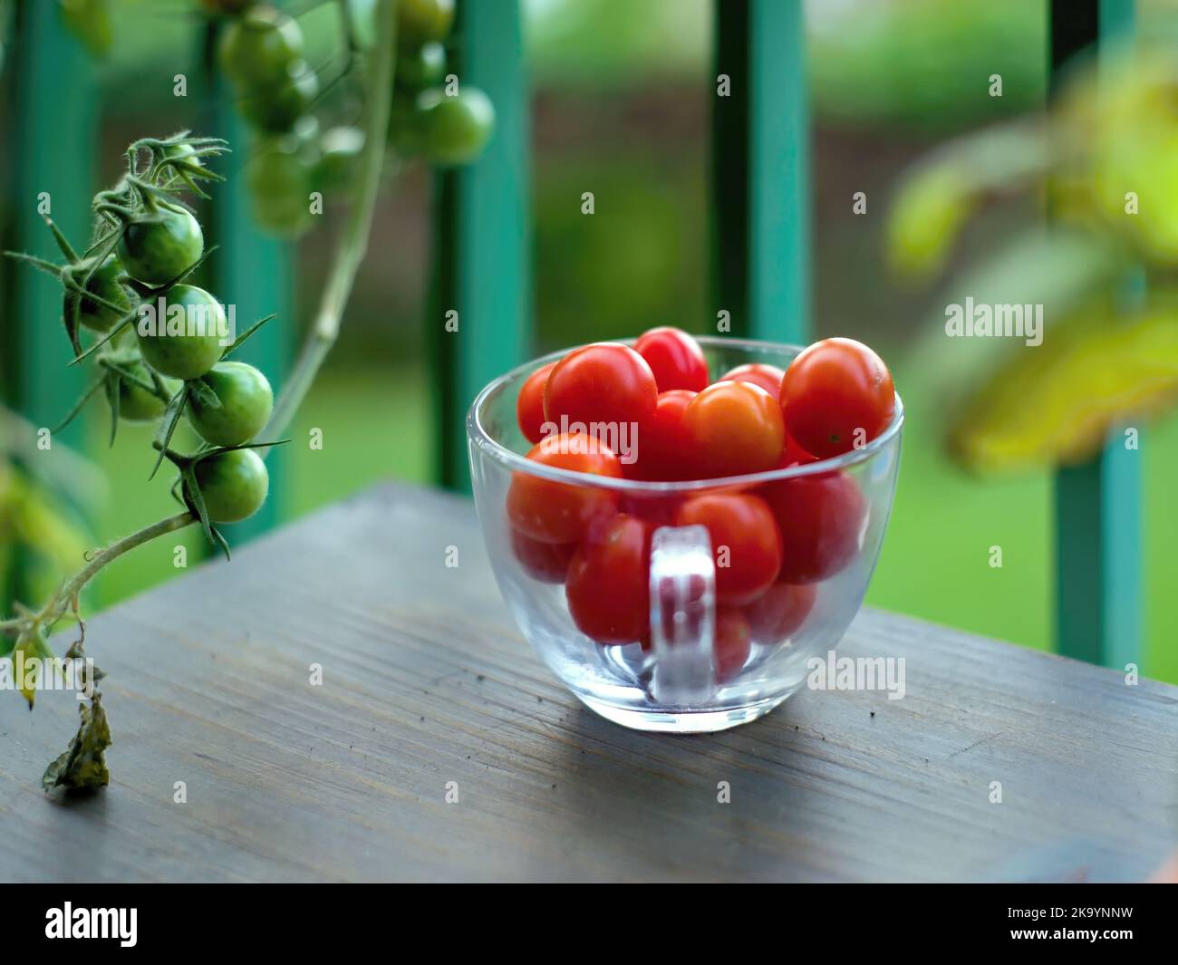 Dunkelrote Kirschtomaten in einem Glas auf einem Holztisch. Daneben eine Ranke mit unreifen, grünen Kirschtomaten auf einer Tomatenpflanze. Hintergrund sehr Stockfoto