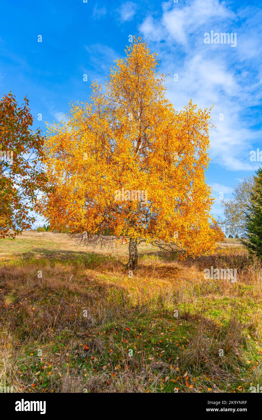 Einsame Birke im Herbst lebendige Farben Stockfoto