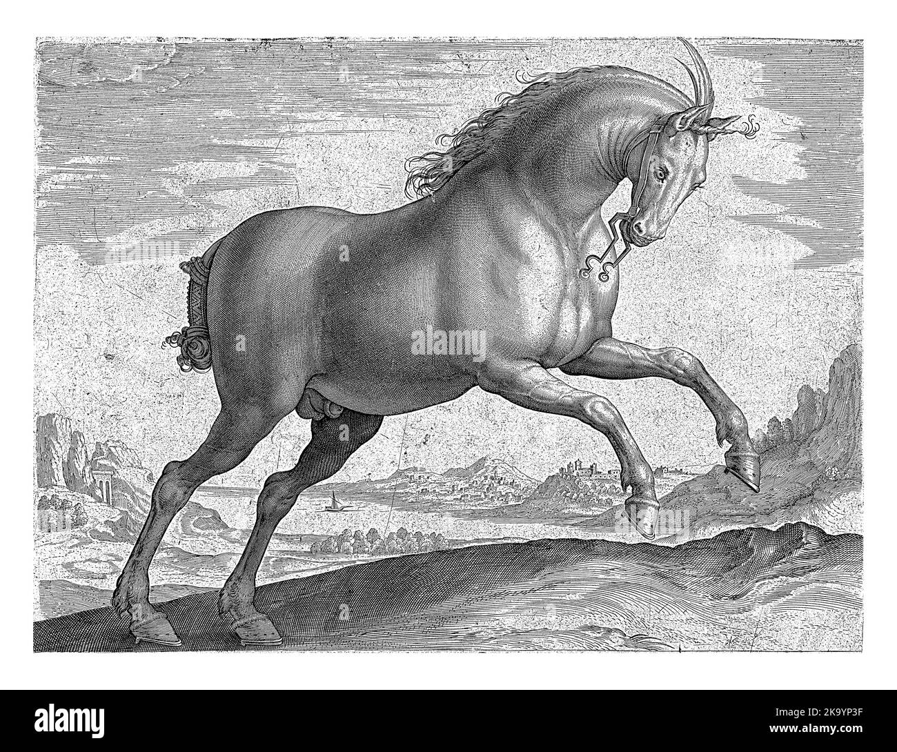 Ein Pferd der königlichen Rasse, im Profil. Es regt sich auf. Der Druck hat eine lateinische Beschriftung und ist Teil des ersten Teils einer 39-teiligen Serie über die Horse bree Stockfoto