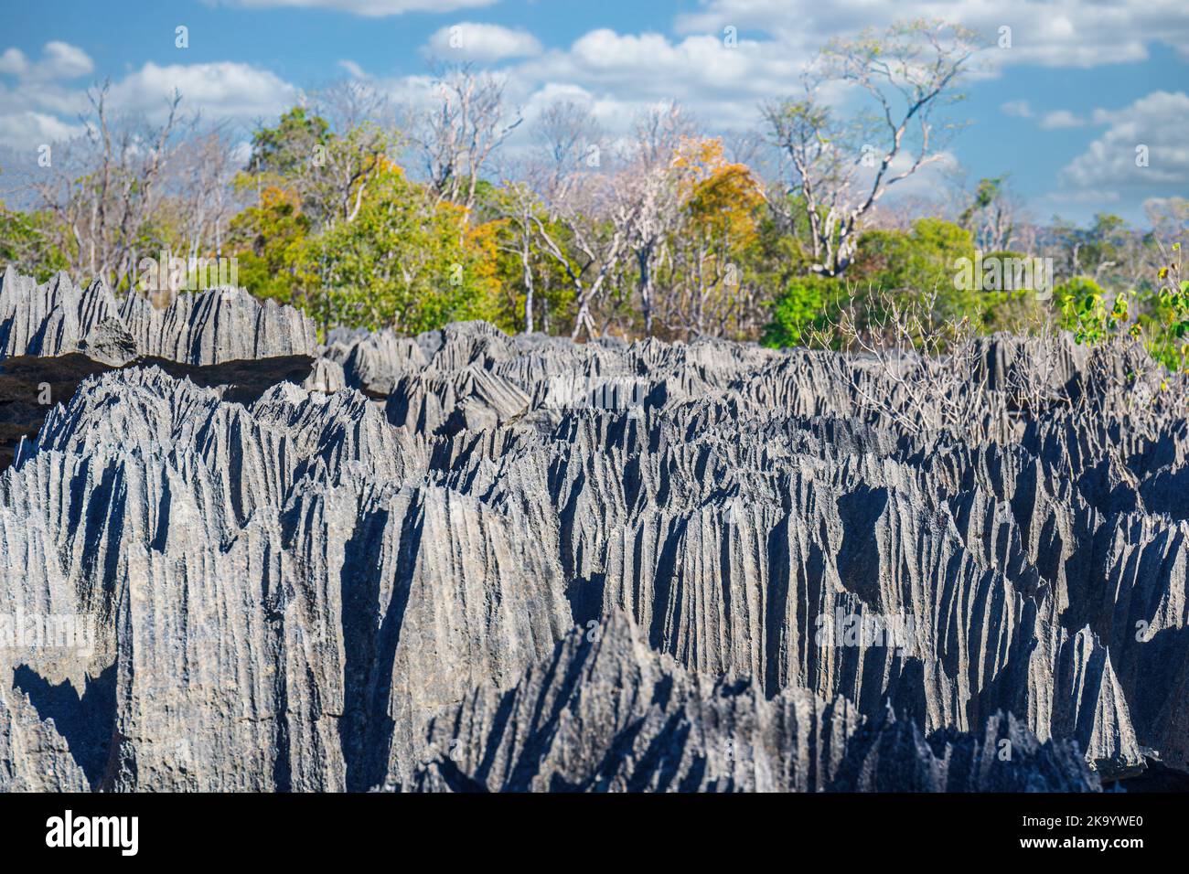 Das große Tsingy de Bemaraha von Madagaskar im Integralen Naturschutzgebiet Tsingy de Bemaraha der UNESCO Stockfoto