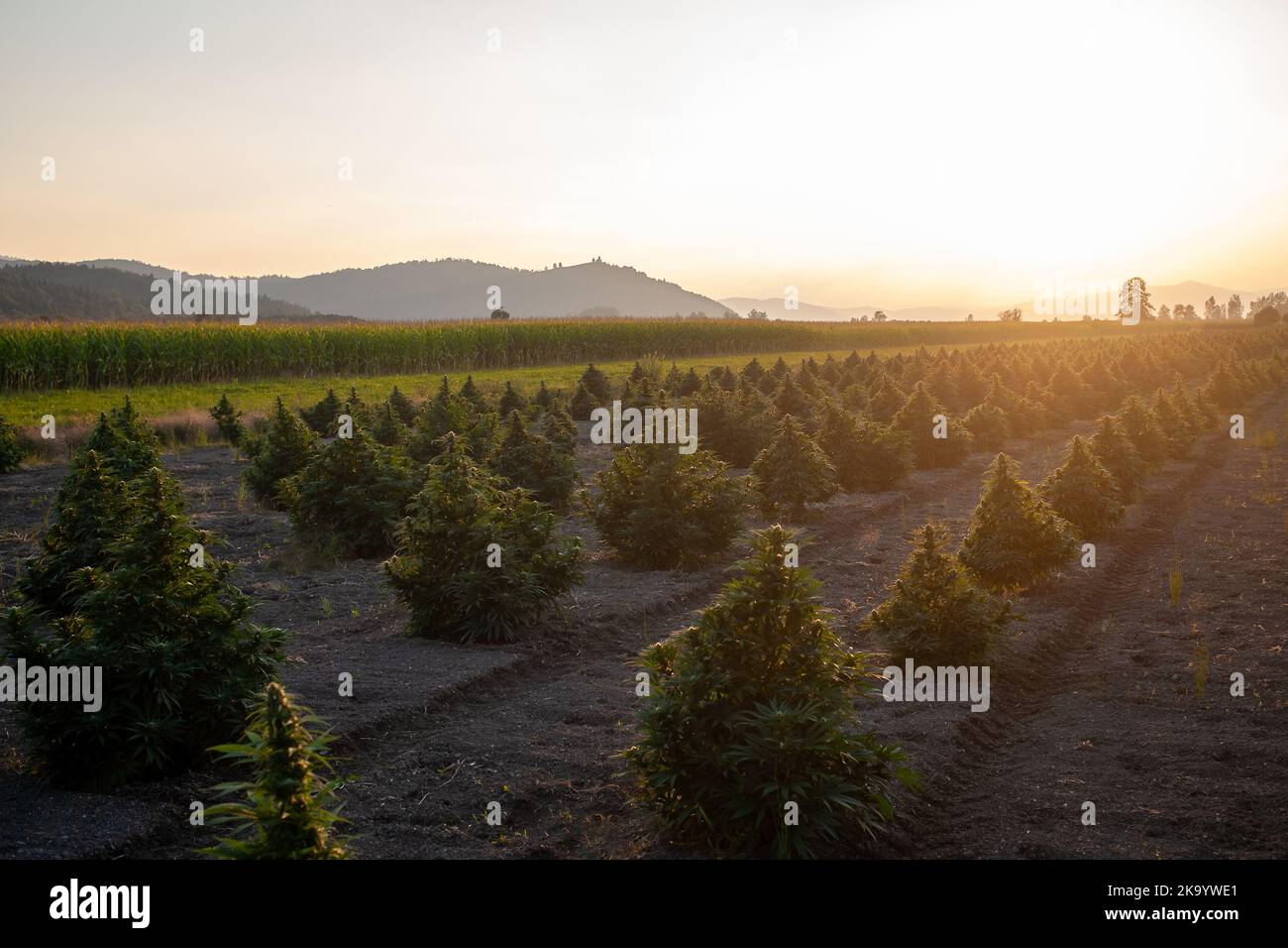CBD-Hanfknospen mit Blättern, die bei einer Sommerbrise bei Sonnenuntergang auf der Plantage schwingen Stockfoto