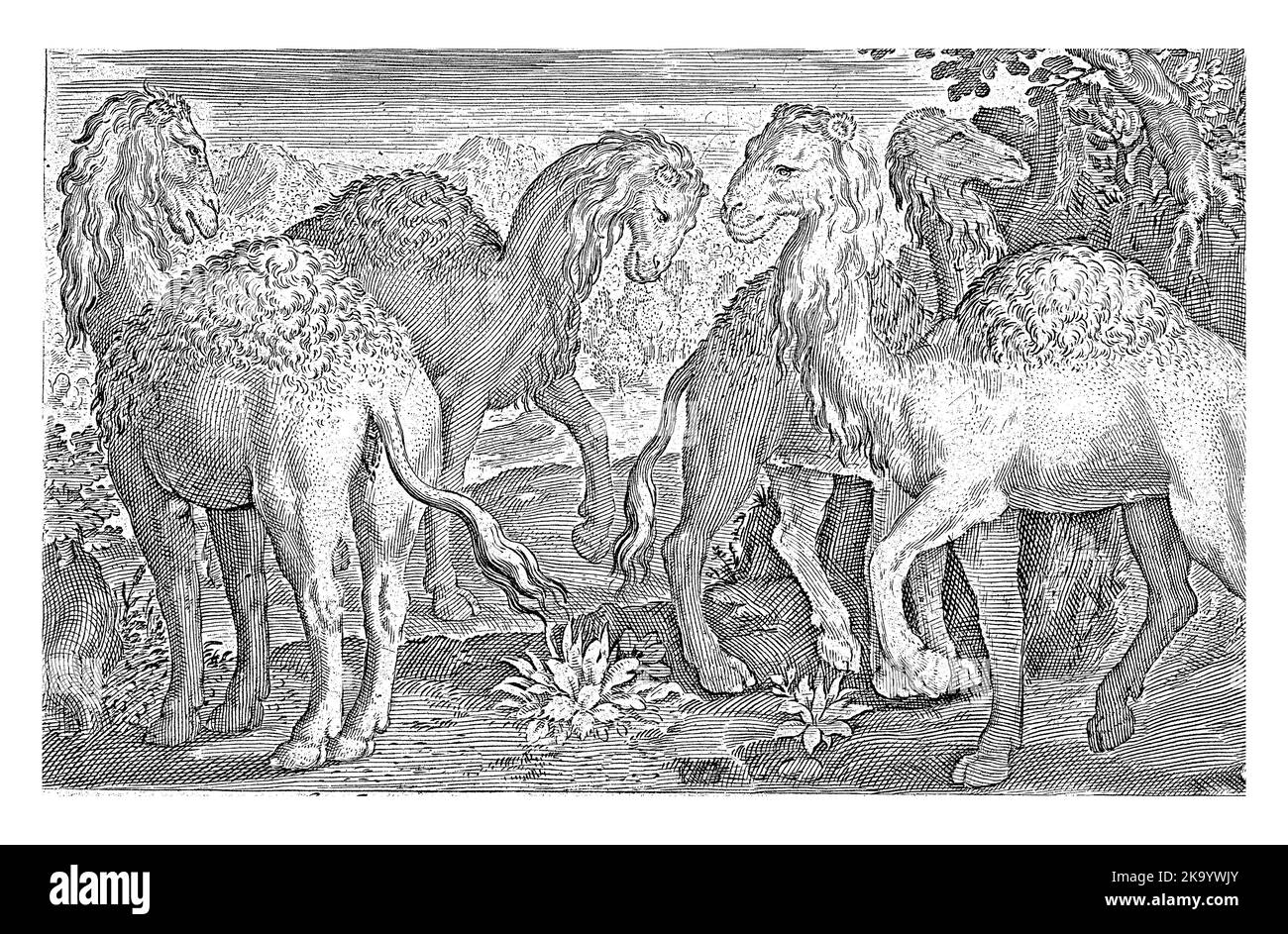 Vier Dromedare, Nicolaes de Bruyn, 1621, Vintage-Gravur. Stockfoto