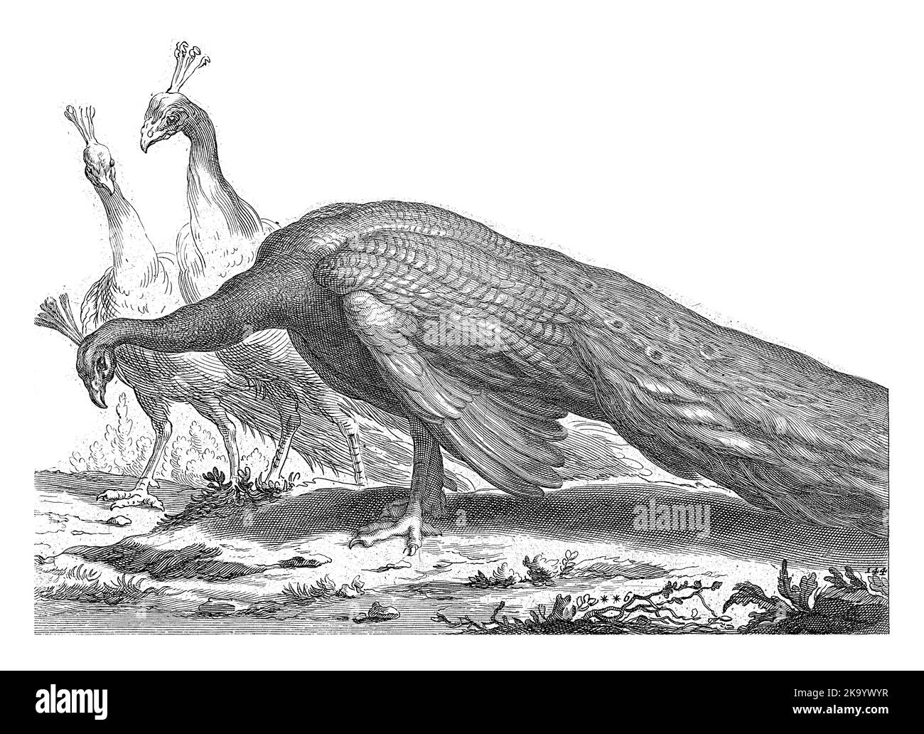 Drei Pfauen, von denen der Pfau im Vordergrund aufwändiger ist als die anderen. Stockfoto