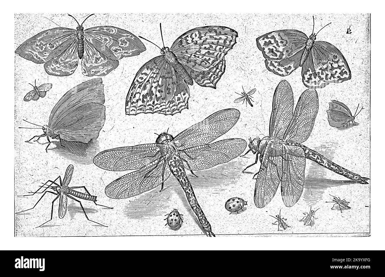 Schmetterlinge und Schmetterlinge, Nicolaes de Bruyn, 1594 Stockfoto