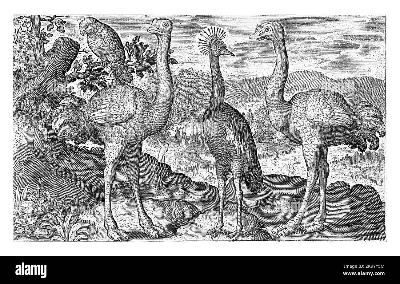 Gekrönter Kranich zwischen zwei Straußen, Nicolaes de Bruyn, 1594 Stockfoto