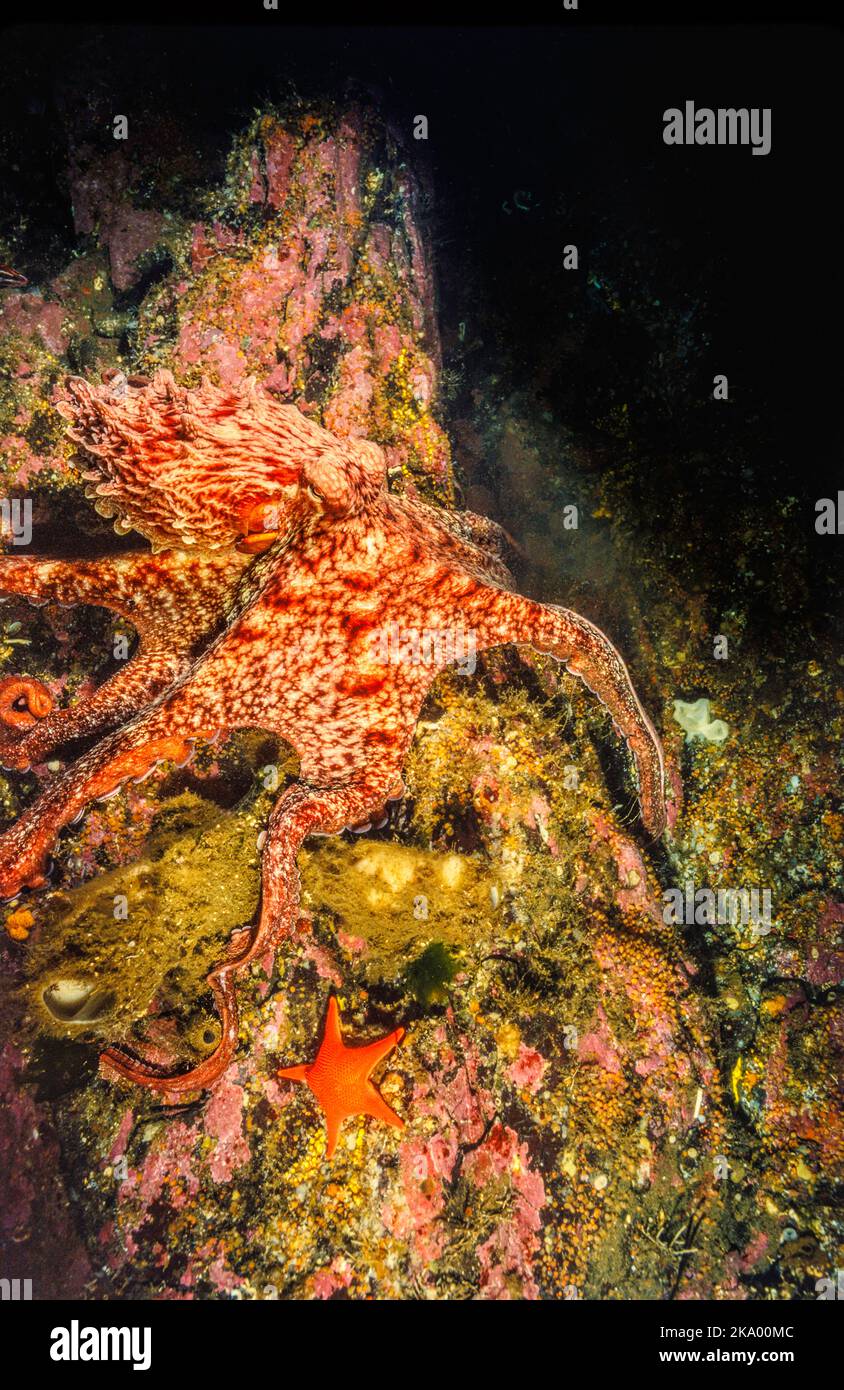 Pazifischer Oktopus, Enteroctopus dolfleini oder North Pacific giant Octopus, British Columbia, Kanada. Stockfoto
