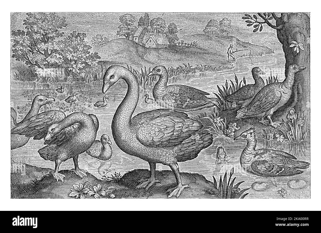 Schwan und Gänse und Enten auf dem Wasser, Nicolaes de Bruyn, 1594, Jahrgang graviert. Stockfoto