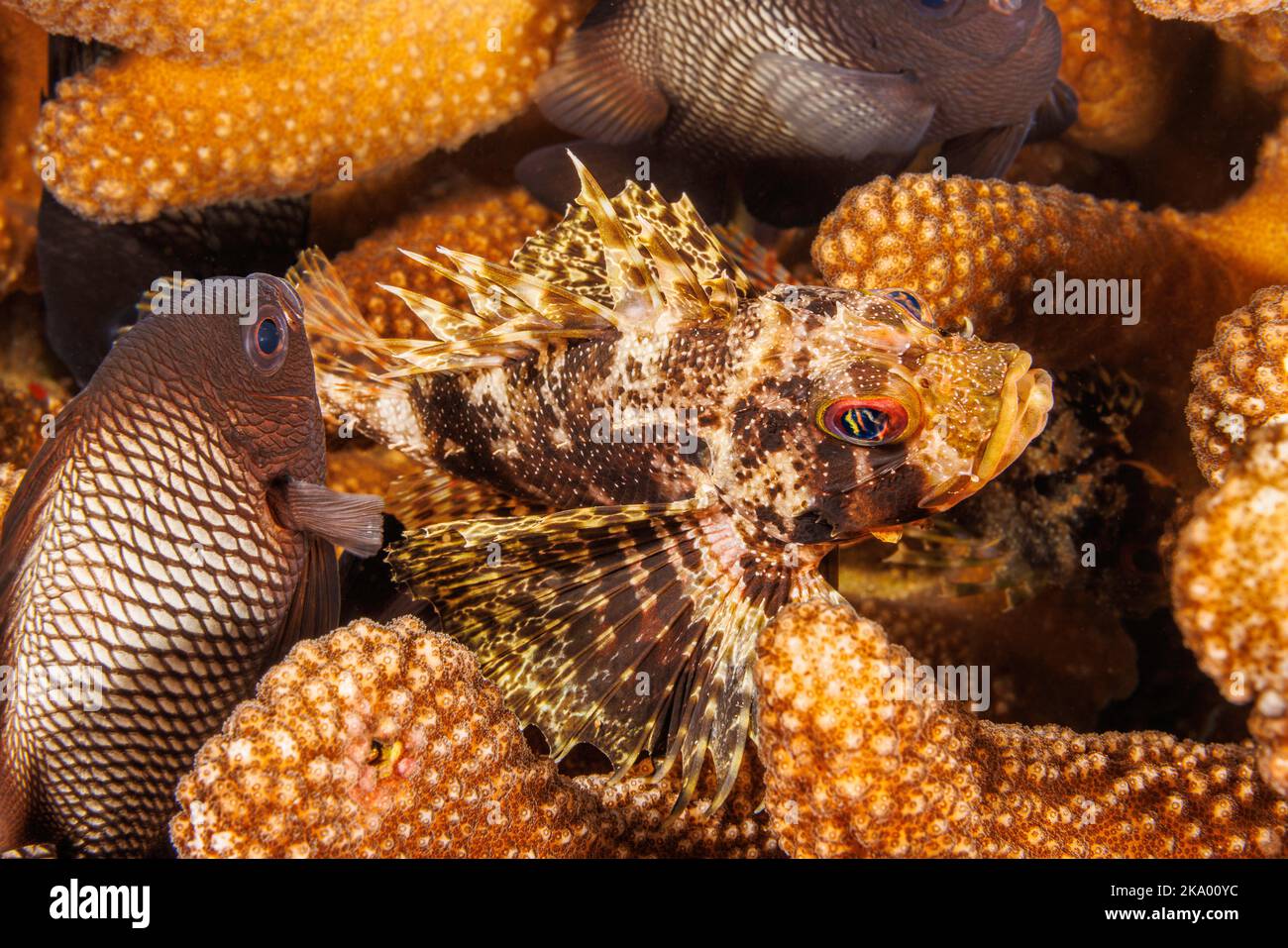 Dieser hawaiianische Löwenfisch, grüner Löwenfisch oder Löwenfisch des Barbers, Dendrochirus barberi, seine Geweih-Koralle, Pocillopora eydouxi, Heimat mit hawaiianischem Domino da Stockfoto