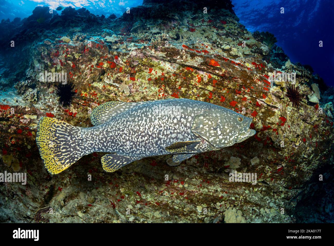 Der riesige Zackenbarsch, Epinephelus lanceolatus, kann über 9 Fuß lang werden und wird in Hawaii selten gesehen. Stockfoto