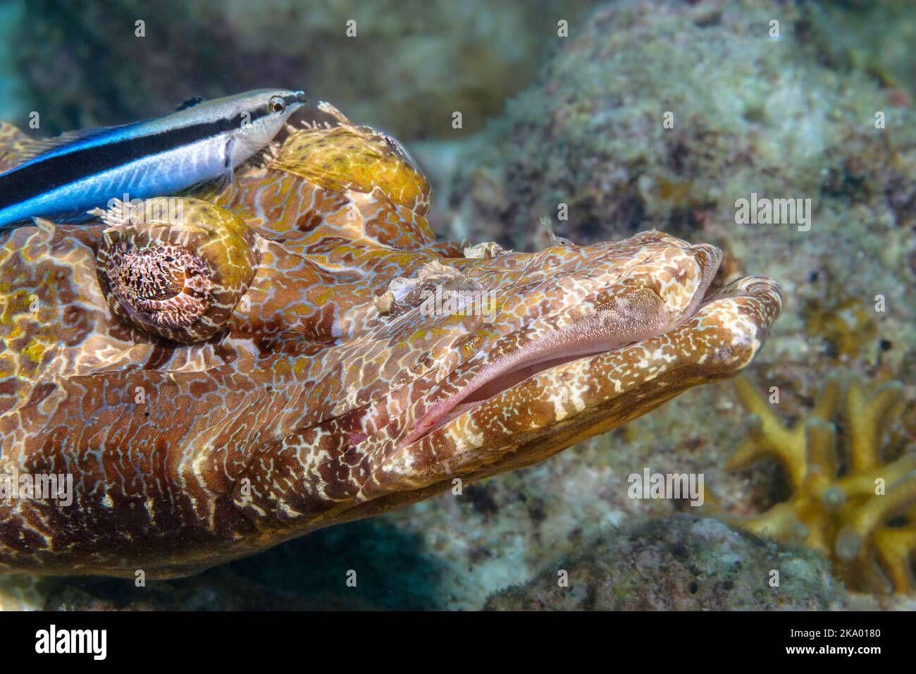 Dieser ausgewachsene bluestreak-Reinigungswrasse, Labroides dimidiatus, sucht sorgfältig den Kopf eines Krokodilfisches, Cymbacepalus beauforti, nach Parasiten Stockfoto