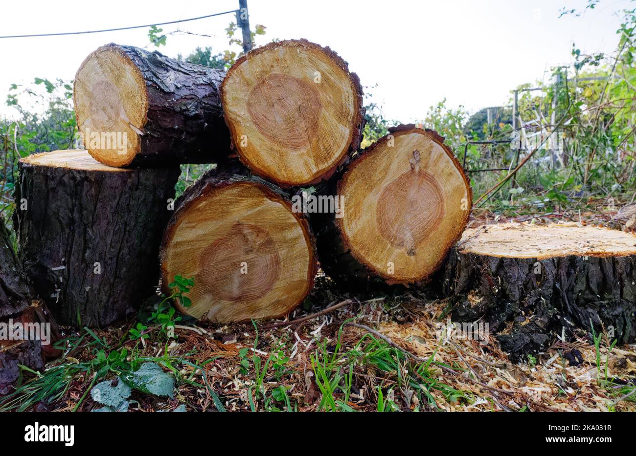 Baumstamm mit Sägemehl und Wachstumsringen abschneiden. Stockfoto