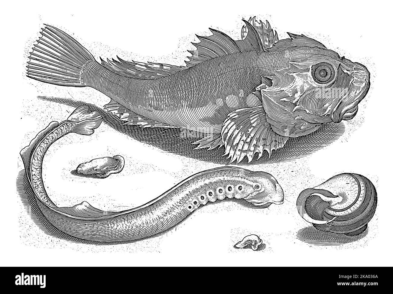 Gurnard, Neunauge und Schneckenmuschel, Inschriften kennzeichnen diese Fische und die Muschel in Latein und Niederländisch. Stockfoto