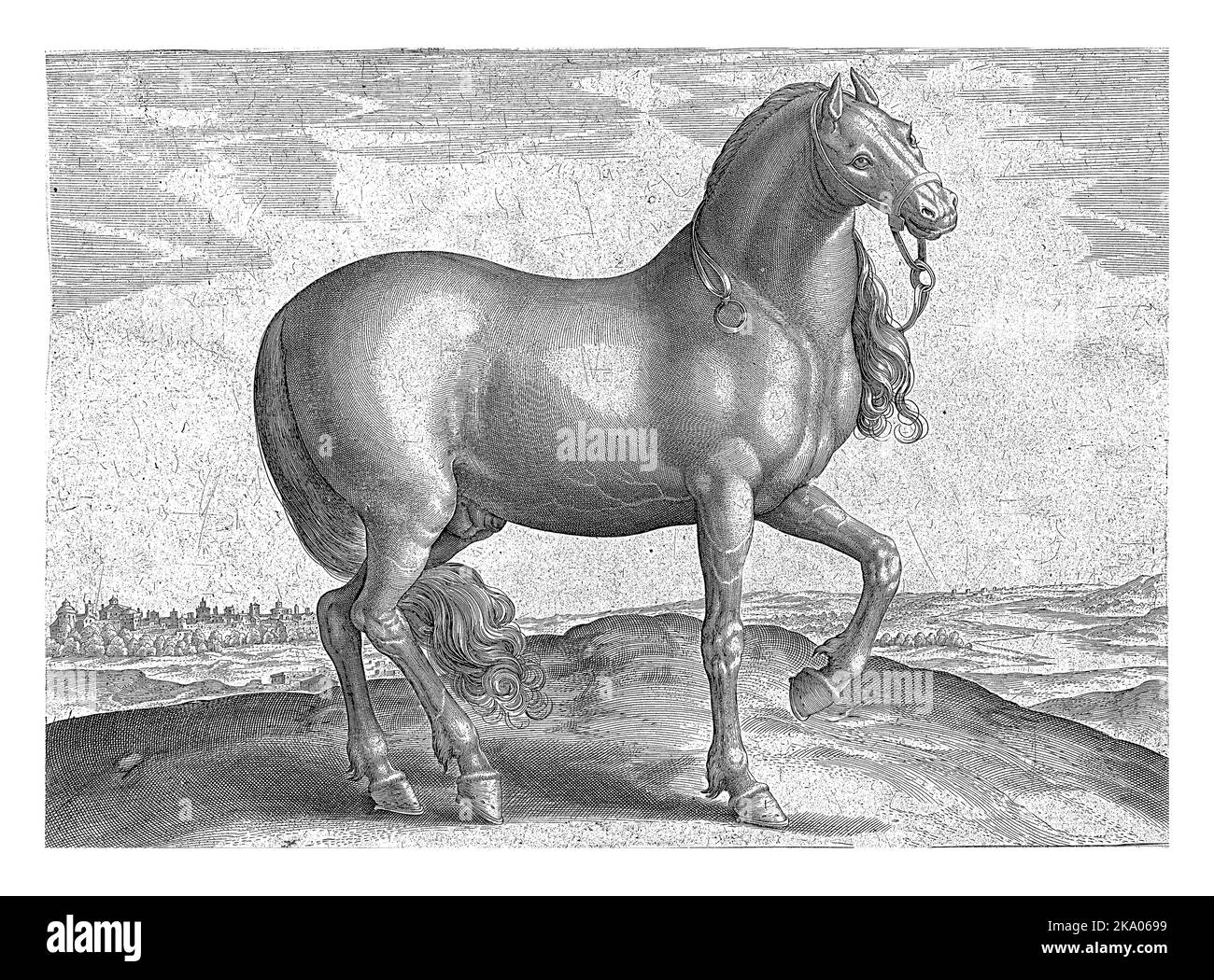 Ein sizilianisches Pferd, im Profil. Der Druck hat eine lateinische Beschriftung und ist Teil des ersten Teils einer 39-teiligen Serie über die Pferderassen aus der königlichen st Stockfoto