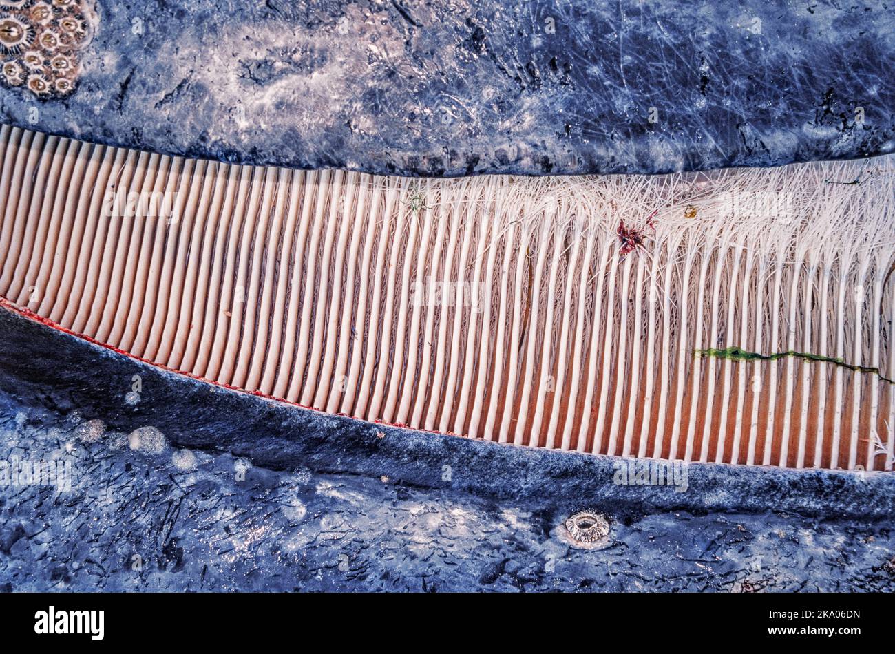 Ein genauer Blick auf die Ballen eines Grauwals, Eschrichtius robustus. Lagune Von San Ignacio, Mexiko. Stockfoto