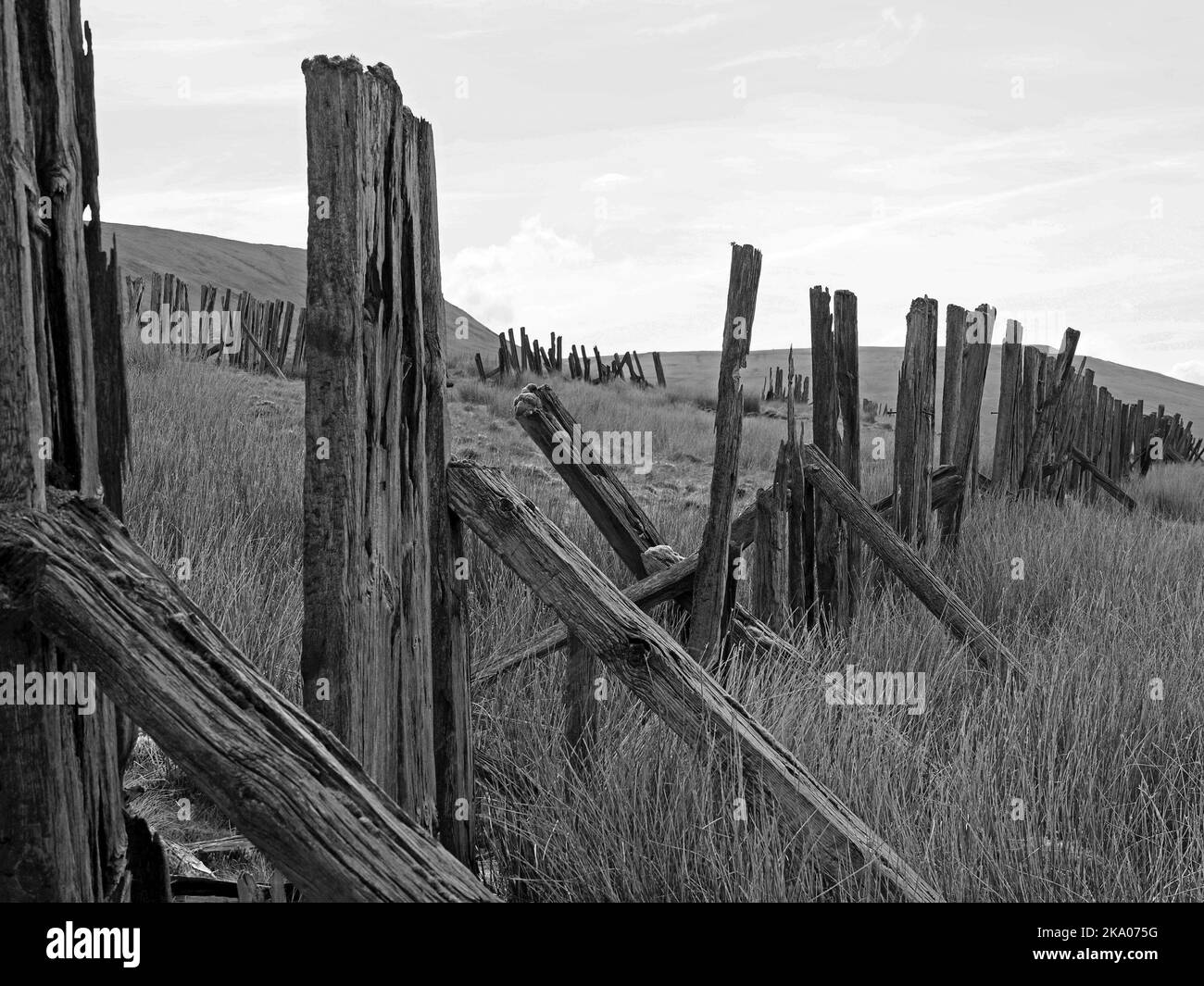 Düstere Pennine-Landschaft - verwitterte Hochlandhölzer Schneebruch-Schlafpfosten auf hohen Mooren über Settle - Carlisle Railway, North Yorkshire, England Großbritannien Stockfoto