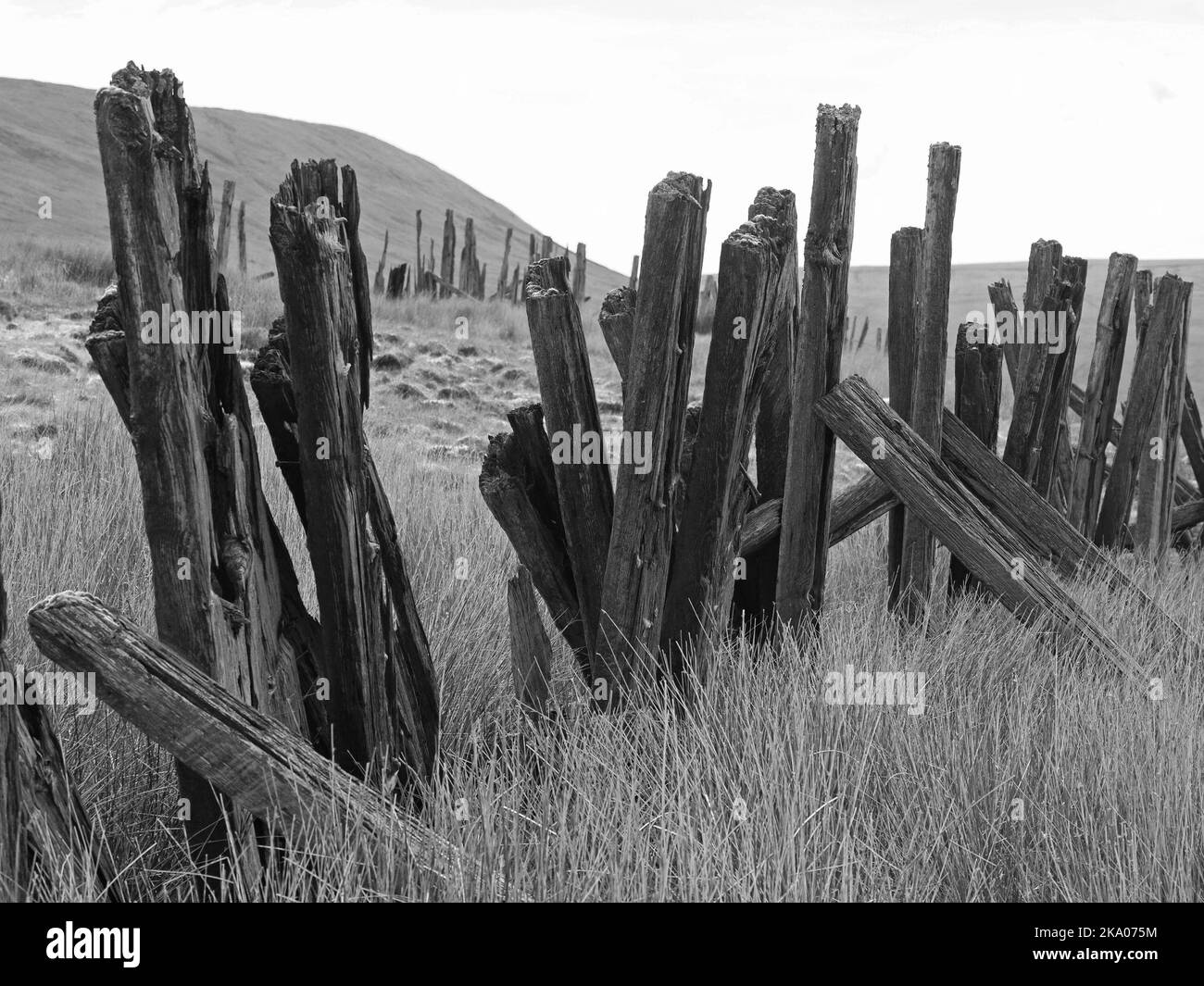 Düstere Pennine-Landschaft - verwitterte Hochlandhölzer Schneebruch-Schlafpfosten auf hohen Mooren über Settle - Carlisle Railway, North Yorkshire, England Großbritannien Stockfoto