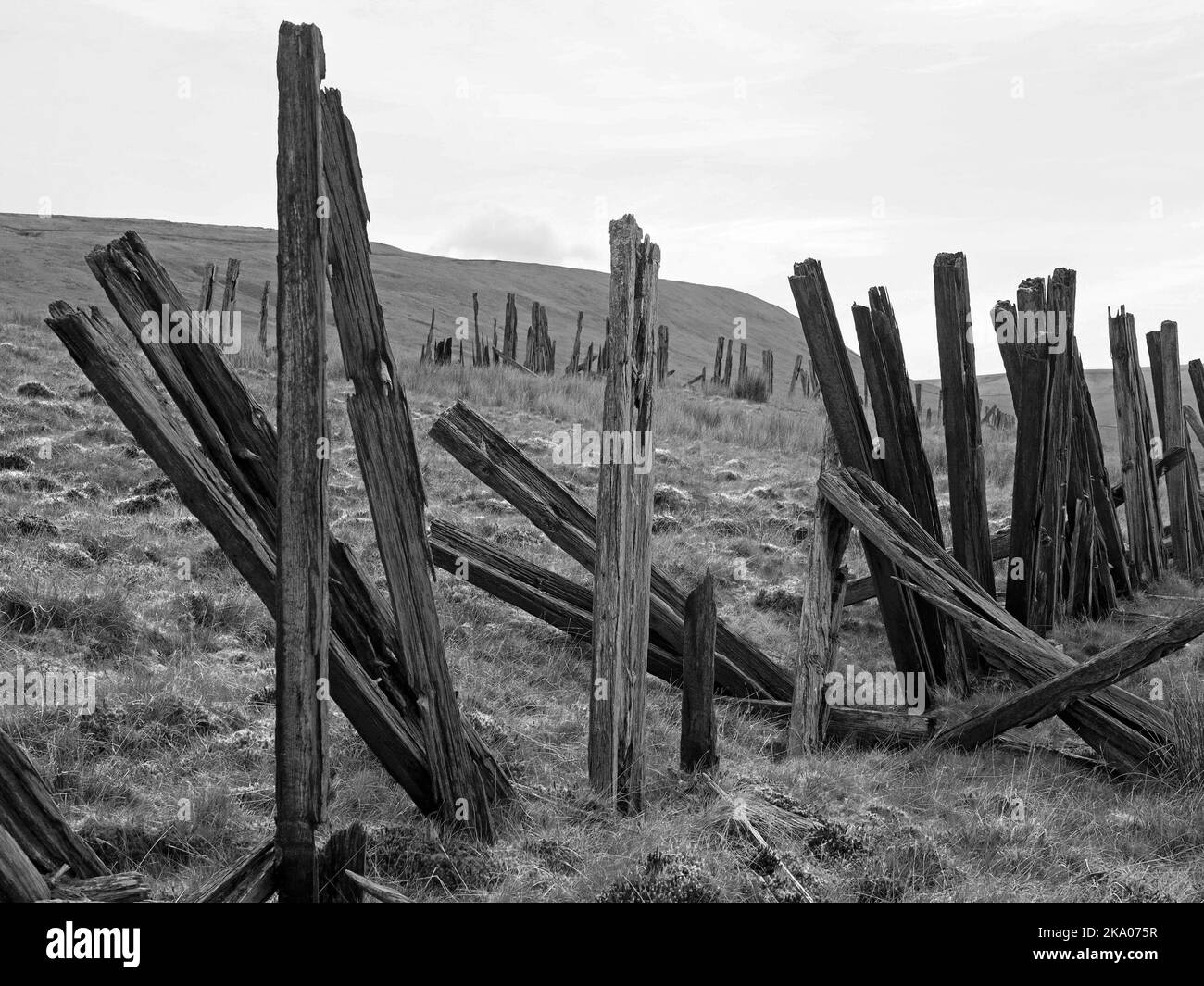 Düstere Pennine-Landschaft - verwitterte Hochlandhölzer Schneebruch-Schlafpfosten auf hohen Mooren über Settle - Carlisle Railway, North Yorkshire, England Großbritannien Stockfoto
