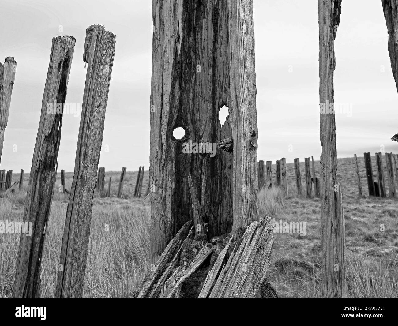 Düstere Pennine-Landschaft - verwitterte Hochlandhölzer Schneebruch-Schlafpfosten auf hohen Mooren über Settle - Carlisle Railway, North Yorkshire, England Großbritannien Stockfoto