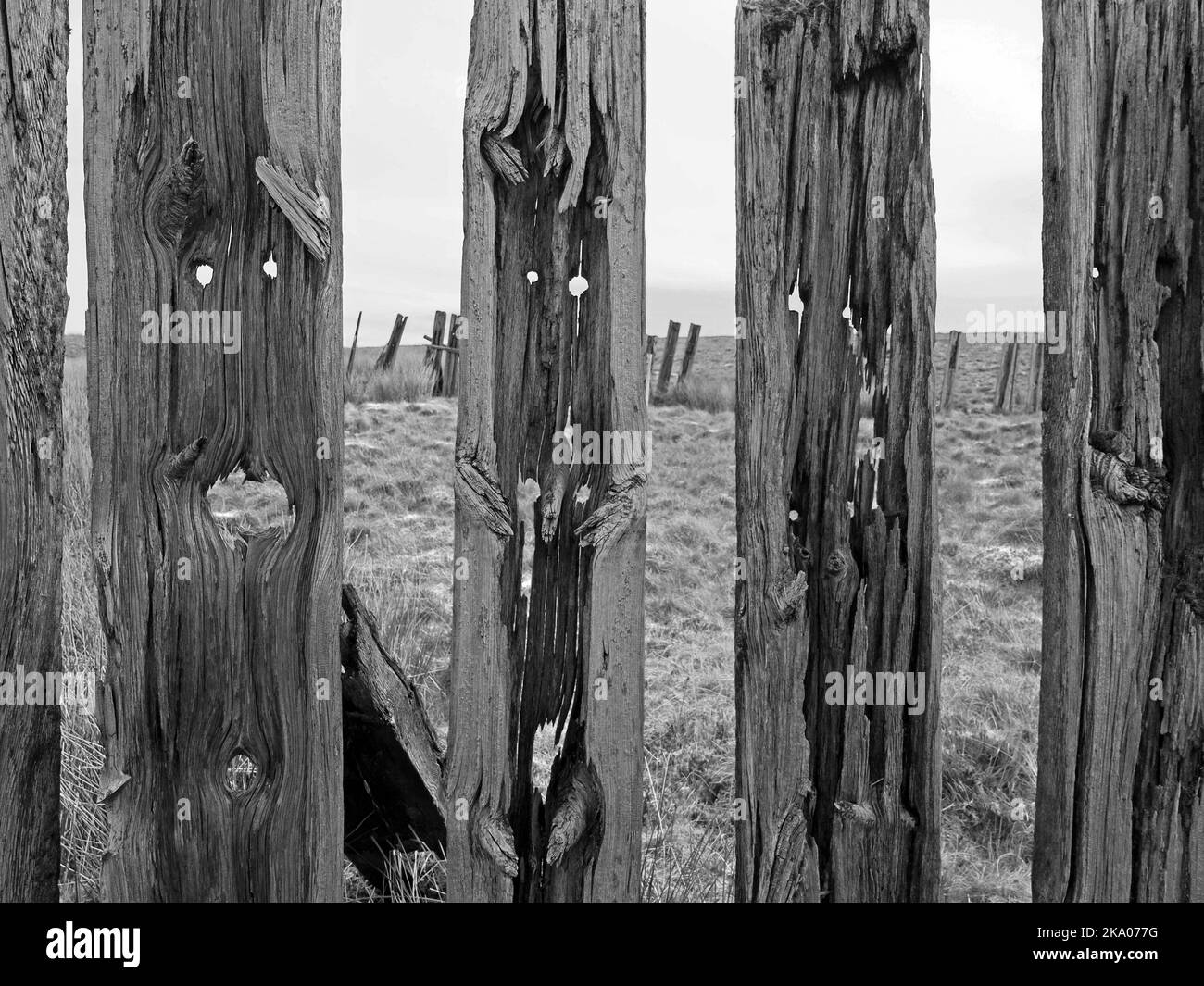 Düstere Pennine-Landschaft - verwitterte Hochlandhölzer Schneebruch-Schlafpfosten auf hohen Mooren über Settle - Carlisle Railway, North Yorkshire, England Großbritannien Stockfoto