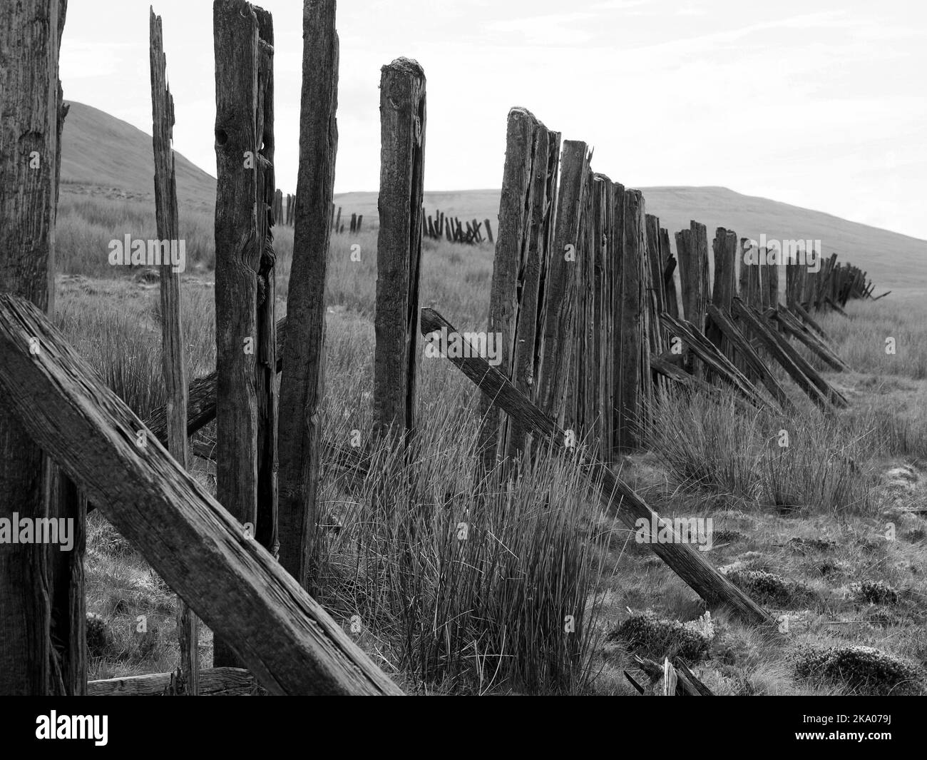 Düstere Pennine-Landschaft - verwitterte Hochlandhölzer Schneebruch-Schlafpfosten auf hohen Mooren über Settle - Carlisle Railway, North Yorkshire, England Großbritannien Stockfoto