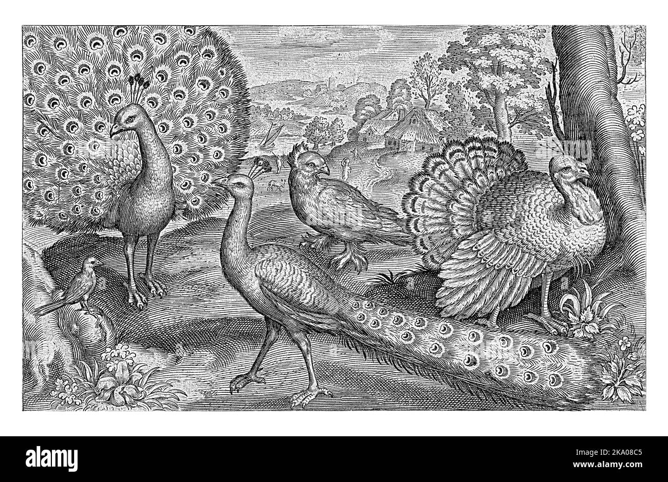 Two Piacocks and Turkey, Nicolaes de Bruyn, 1594, vintage graviert. Stockfoto