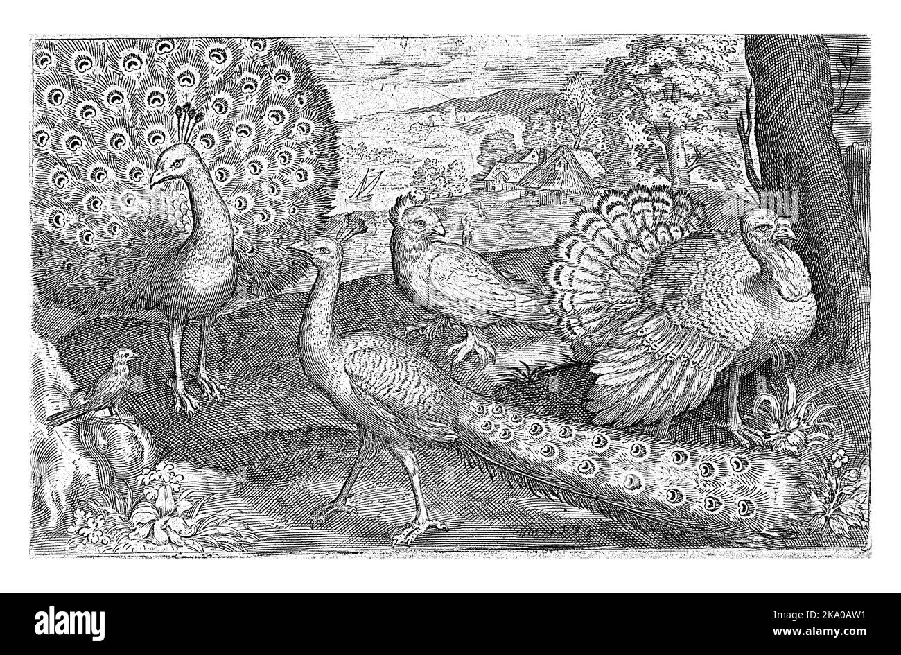 Two Piacocks and Turkey, Nicolaes de Bruyn, 1594, Vintage-Gravur. Stockfoto