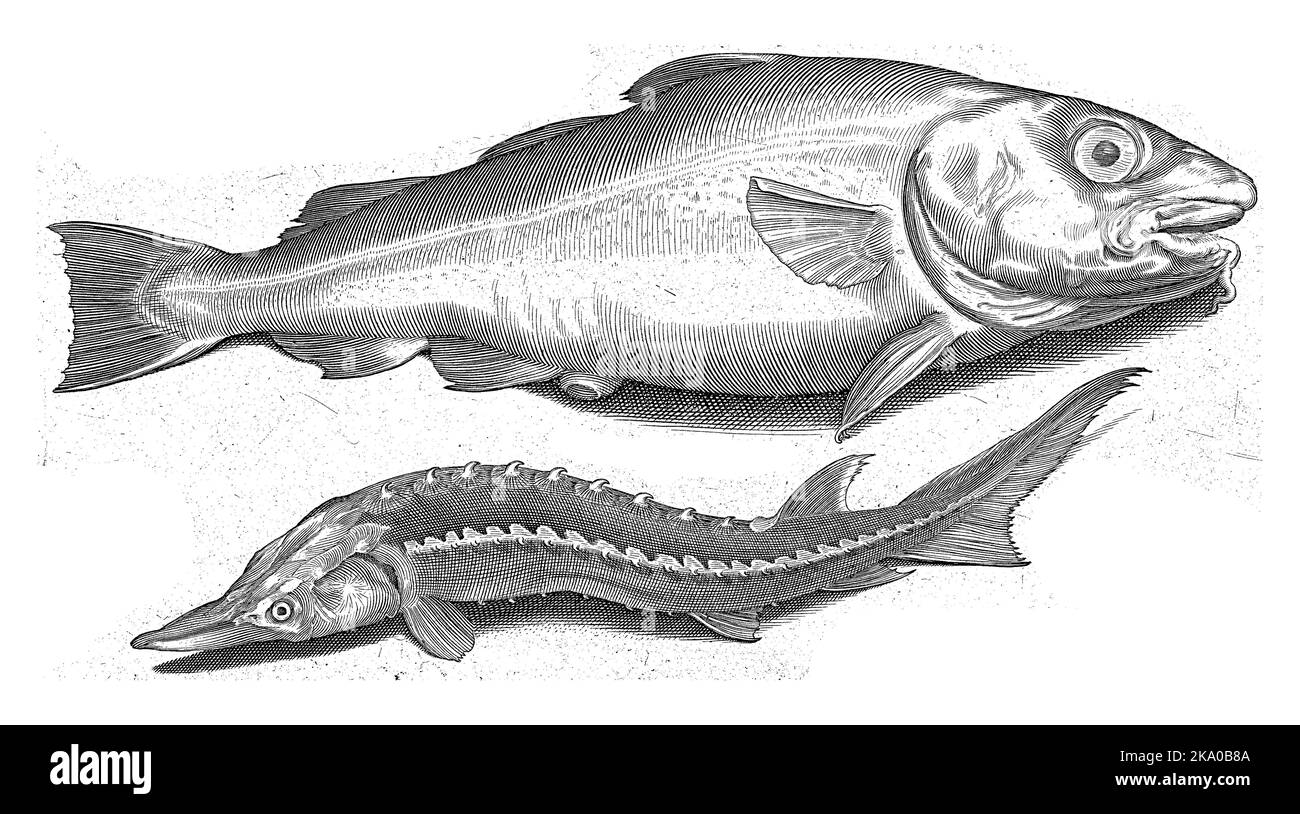 Kabeljau und Stör, Inschriften identifizieren die Fische in Latein und Niederländisch. Stockfoto