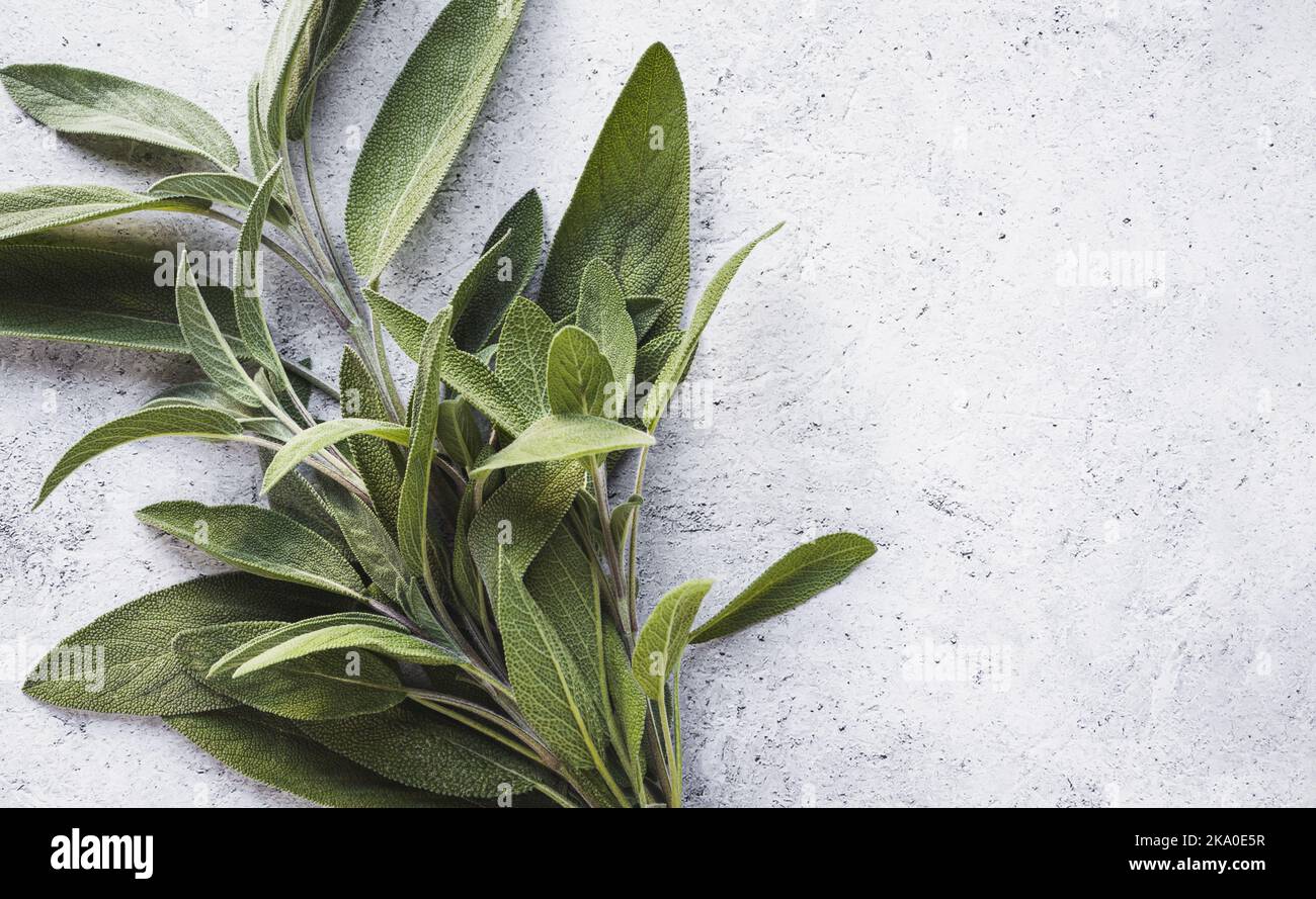 Salbeiblätter auf grauem Tisch, Kochhintergrund, Küchenkräuter flach liegend, Kopierraum Stockfoto