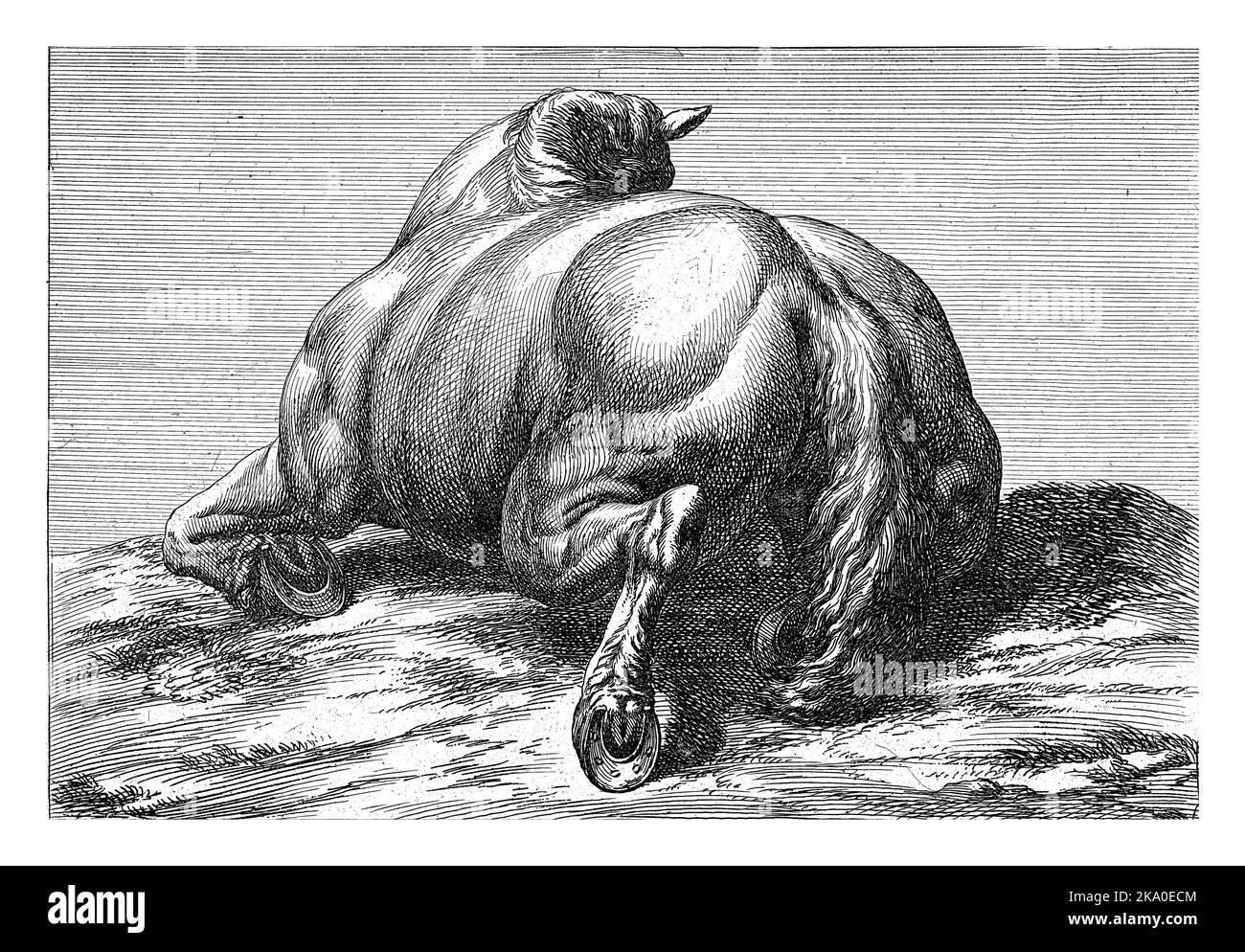 Pferd liegt auf dem Bauch von hinten gesehen. Stockfoto