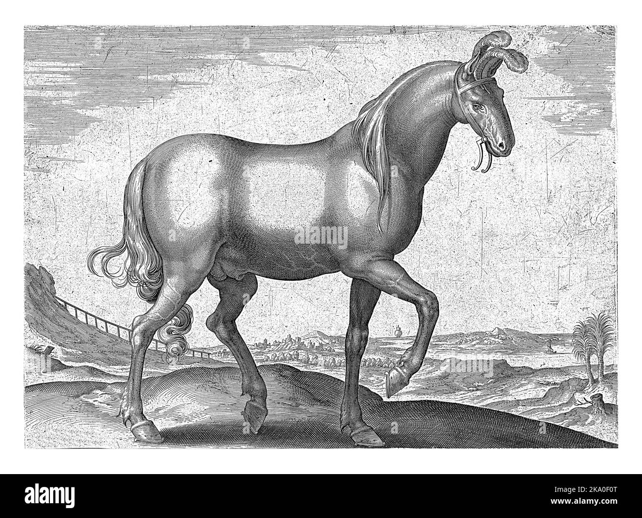 Ein armenisches Pferd, im Profil. Der Druck hat eine lateinische Beschriftung und ist Teil des ersten Teils einer 39-teiligen Serie über die Pferderassen aus den königlichen en Stockfoto
