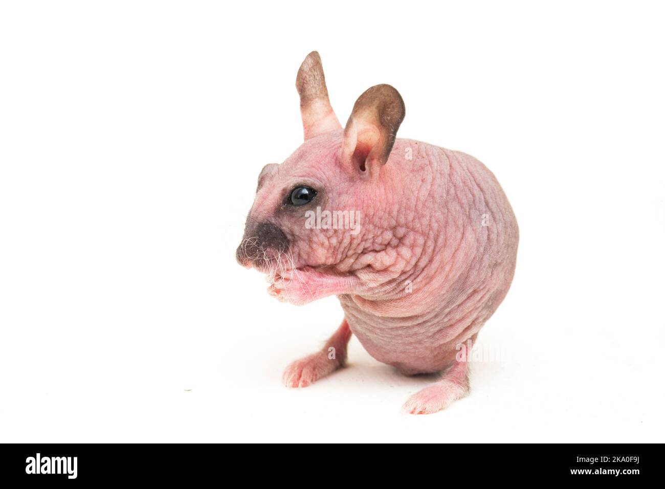 Cute Zwerg Hairless Hamster auf weißem Hintergrund isoliert Stockfoto