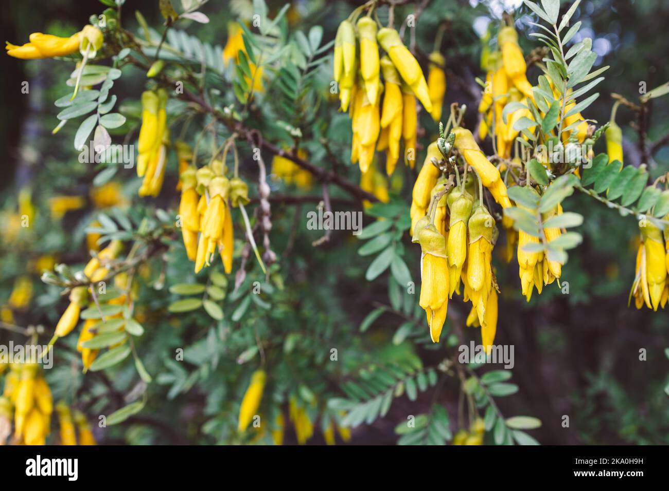 Die neuseeländische Sophora-Mikrophylla Kōwhai-Pflanze mit spinnigen gelben Blüten im Freien in einem wunderschönen tropischen Hinterhof, die in geringer Tiefenschärfe aufgenommen wurde Stockfoto