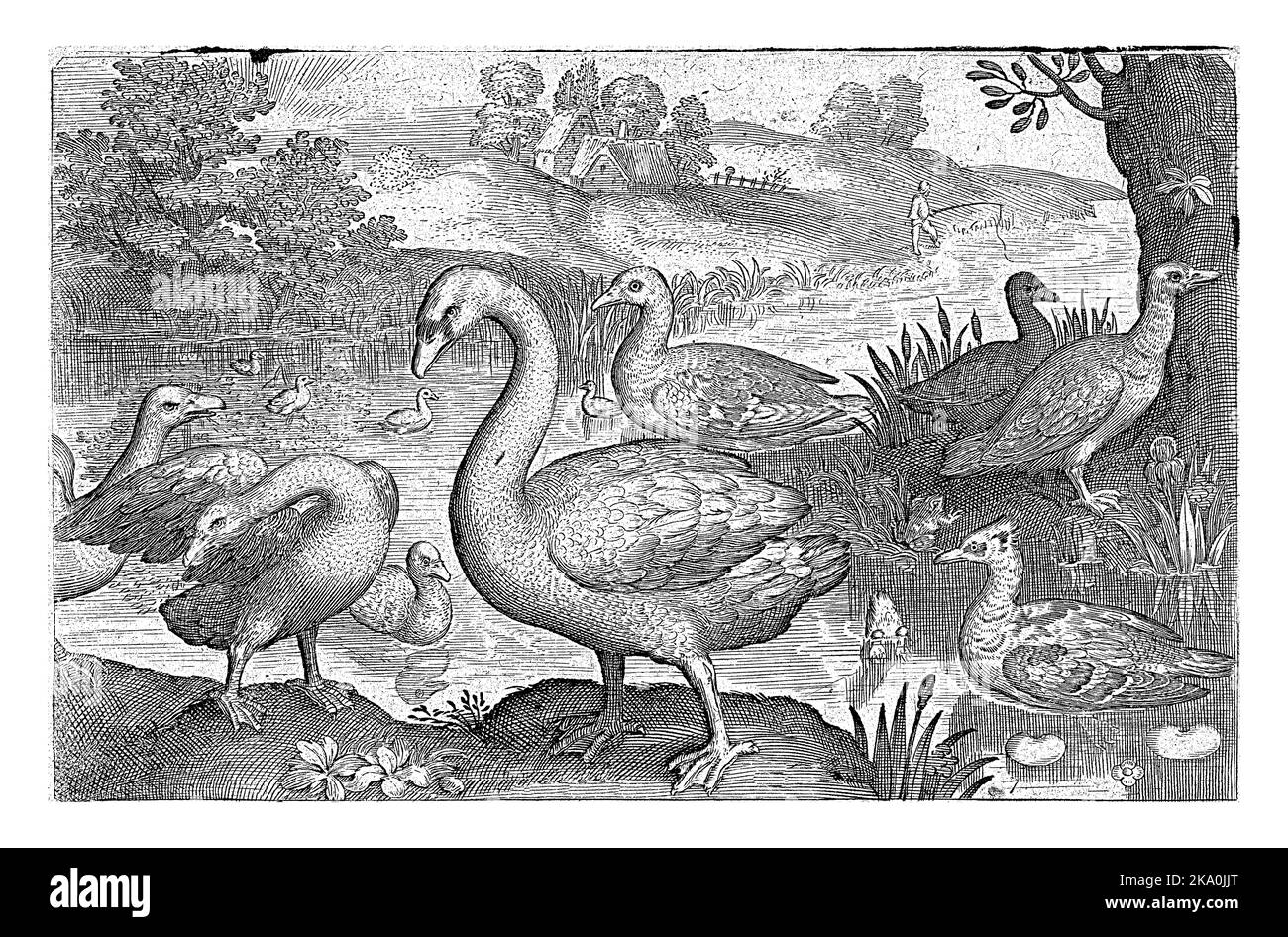 Schwan und Gänse und Enten auf dem Wasser, Nicolaes de Bruyn, 1594 Stockfoto